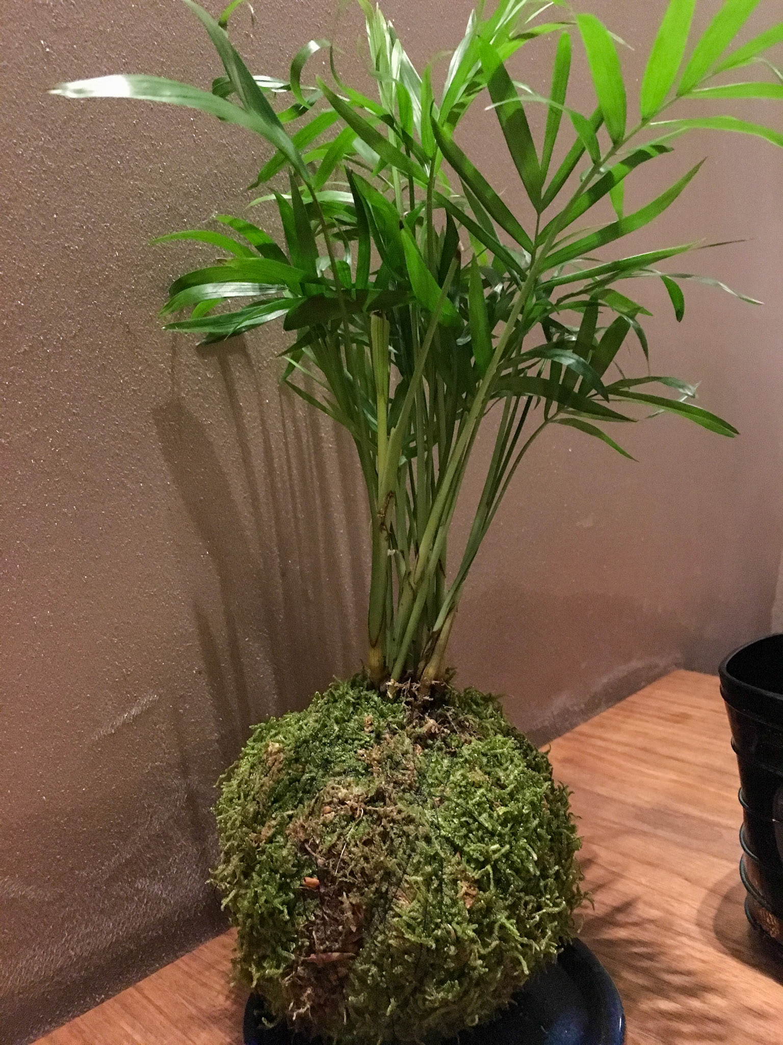 Parlor palm in a moss-covered topiary ball - Costes Downtown Restaurant - Budapest