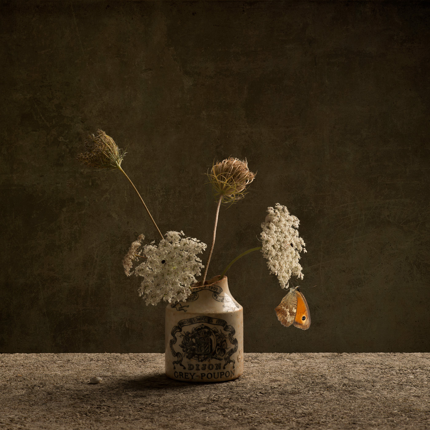 Queen Anne's Lace limited