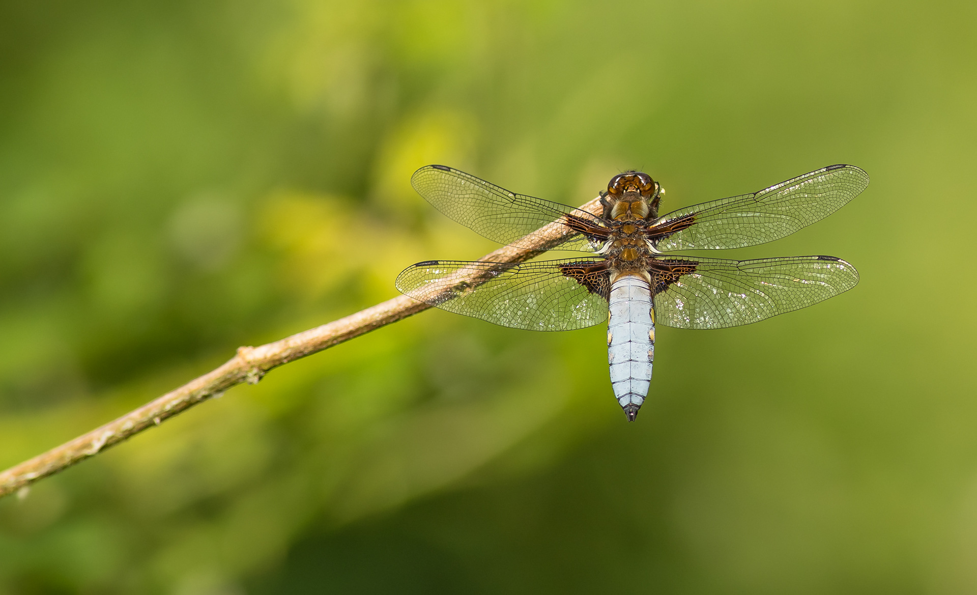 Broad-bodied Chaser
