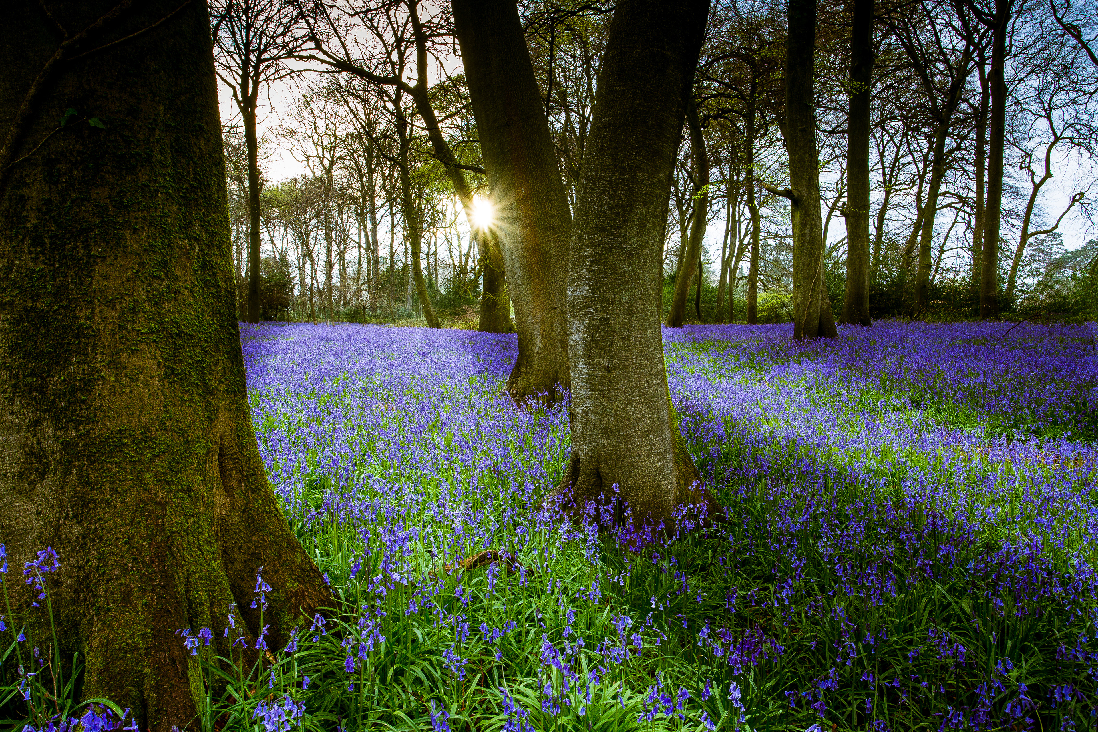 Bluebells