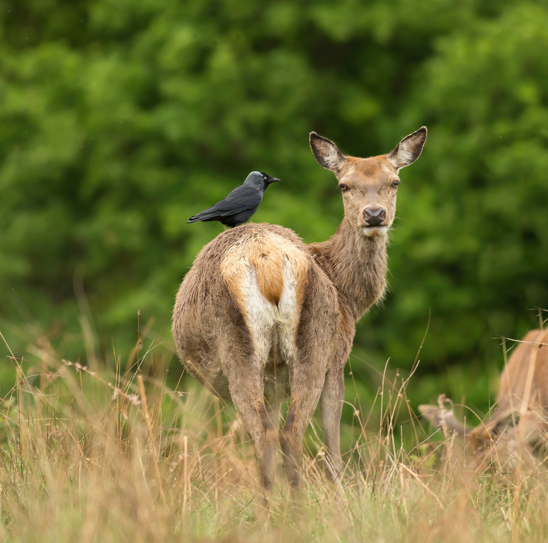 Doe Red Deer and Jackdaw