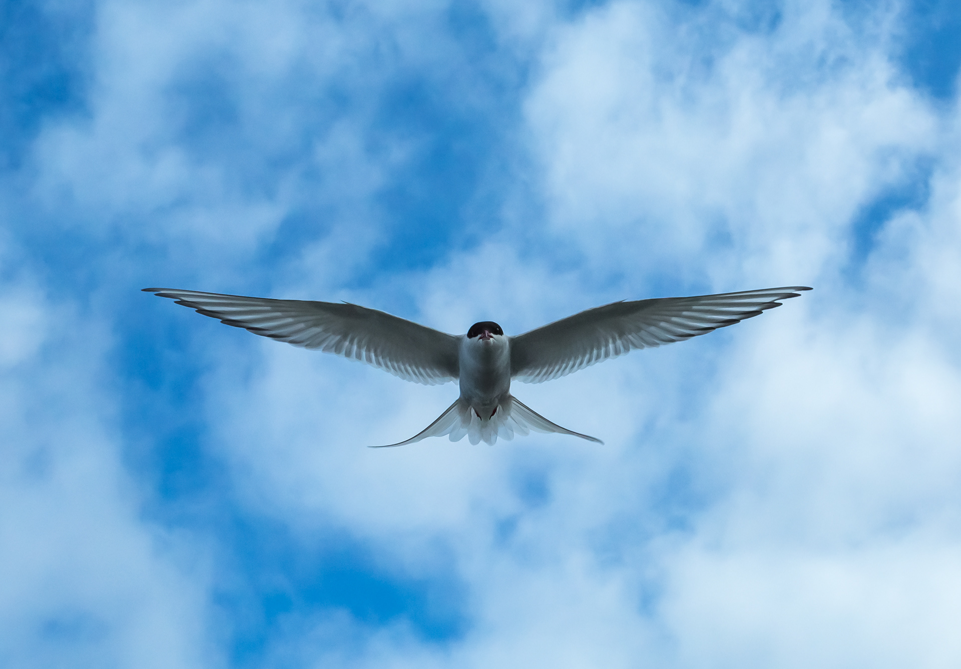 Arctic Tern