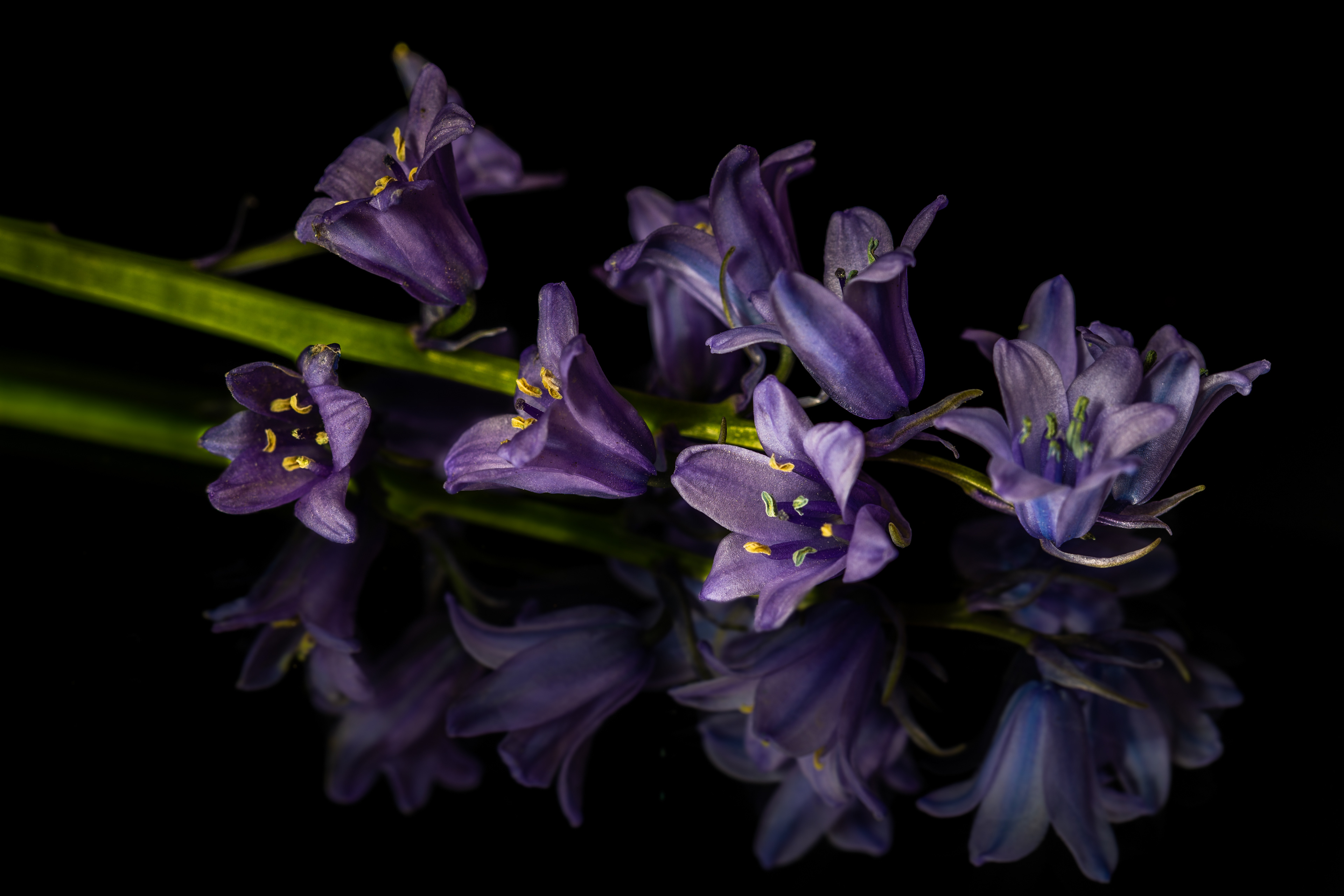 Bluebell Reflection