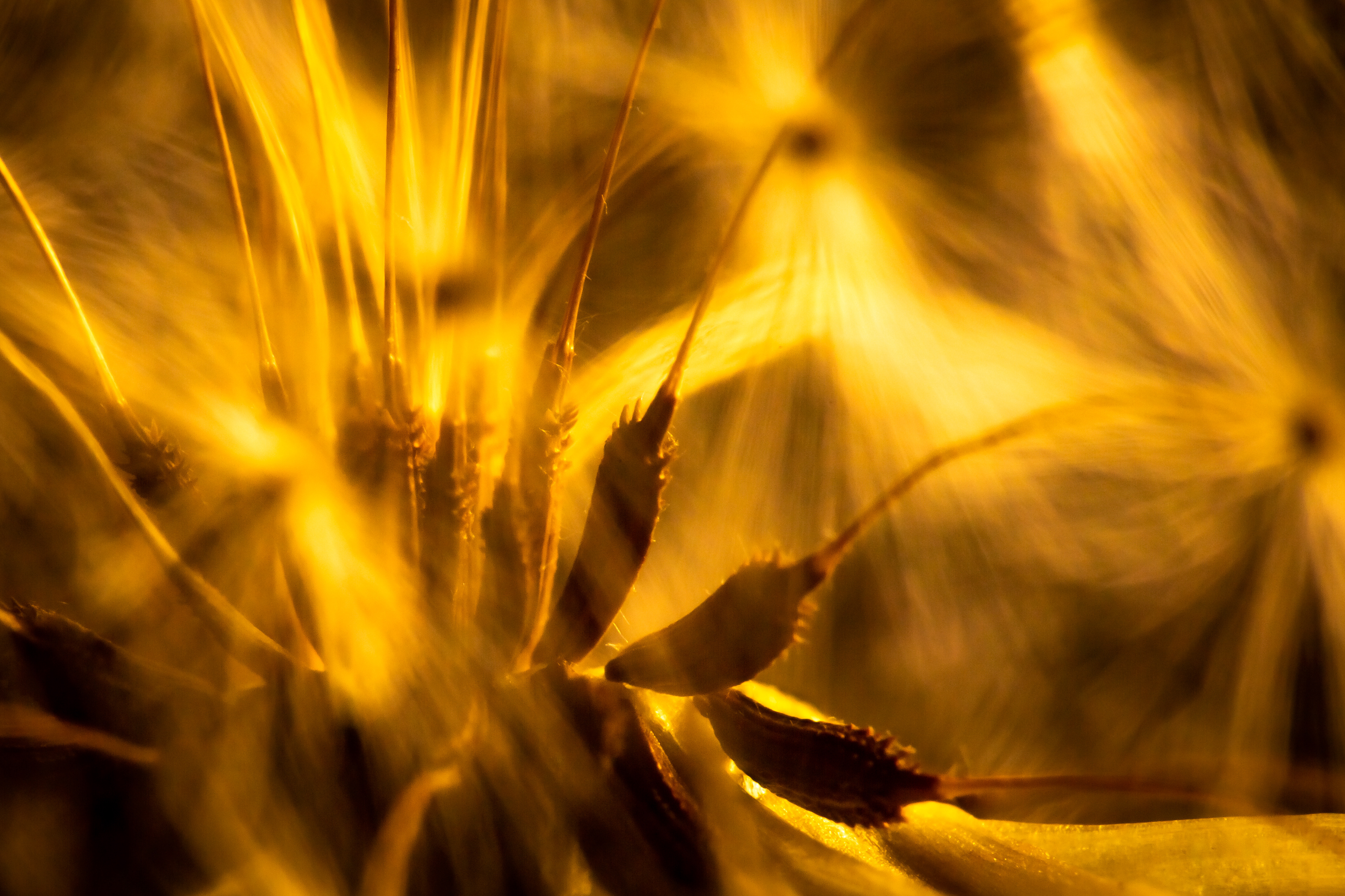 Dandelion Seeds
