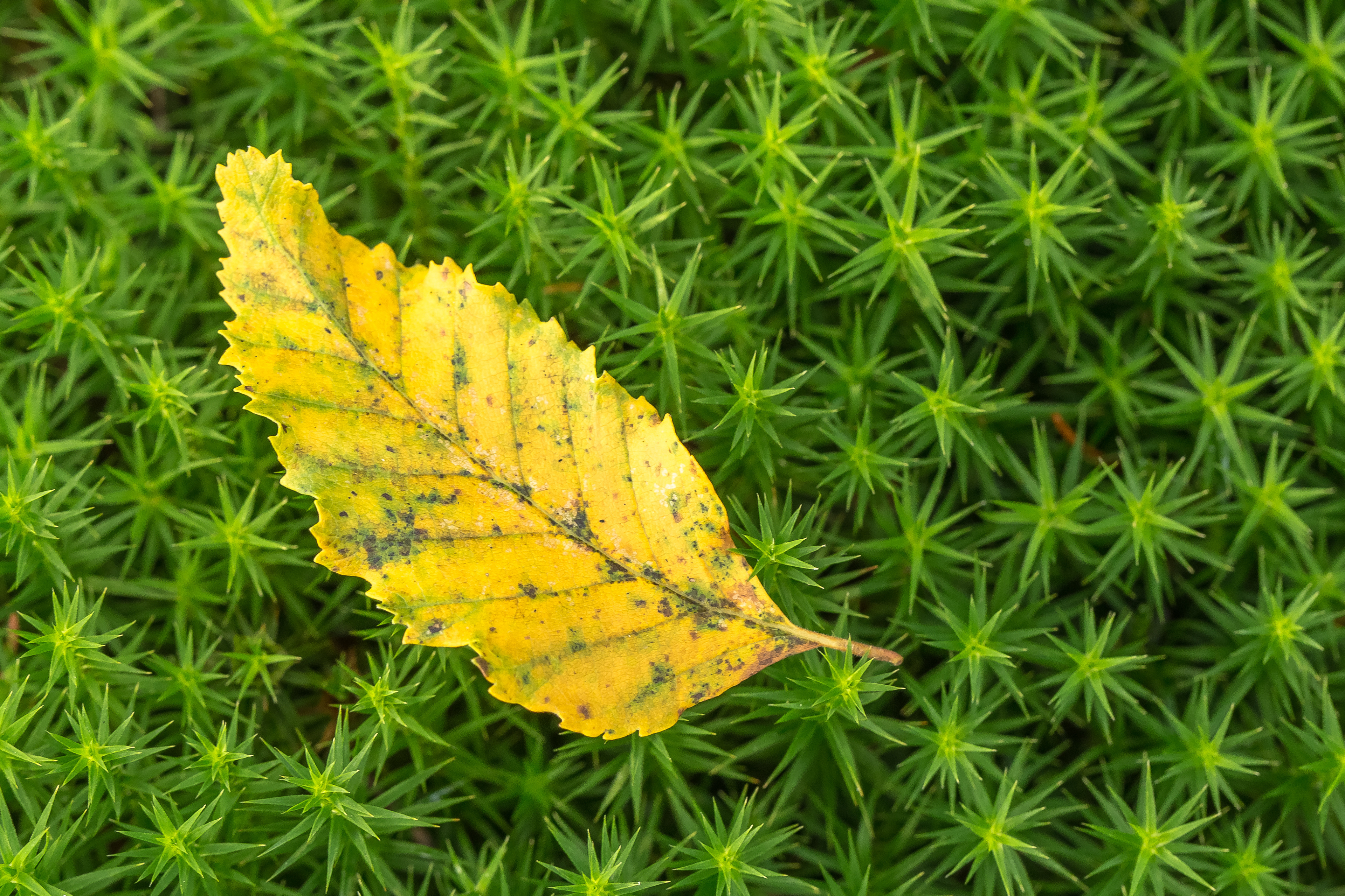 Birch Leaf on Spagnum Moss