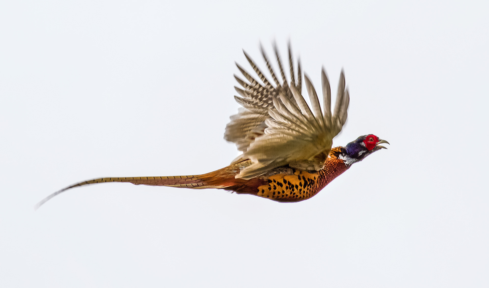Pheasant in Flight