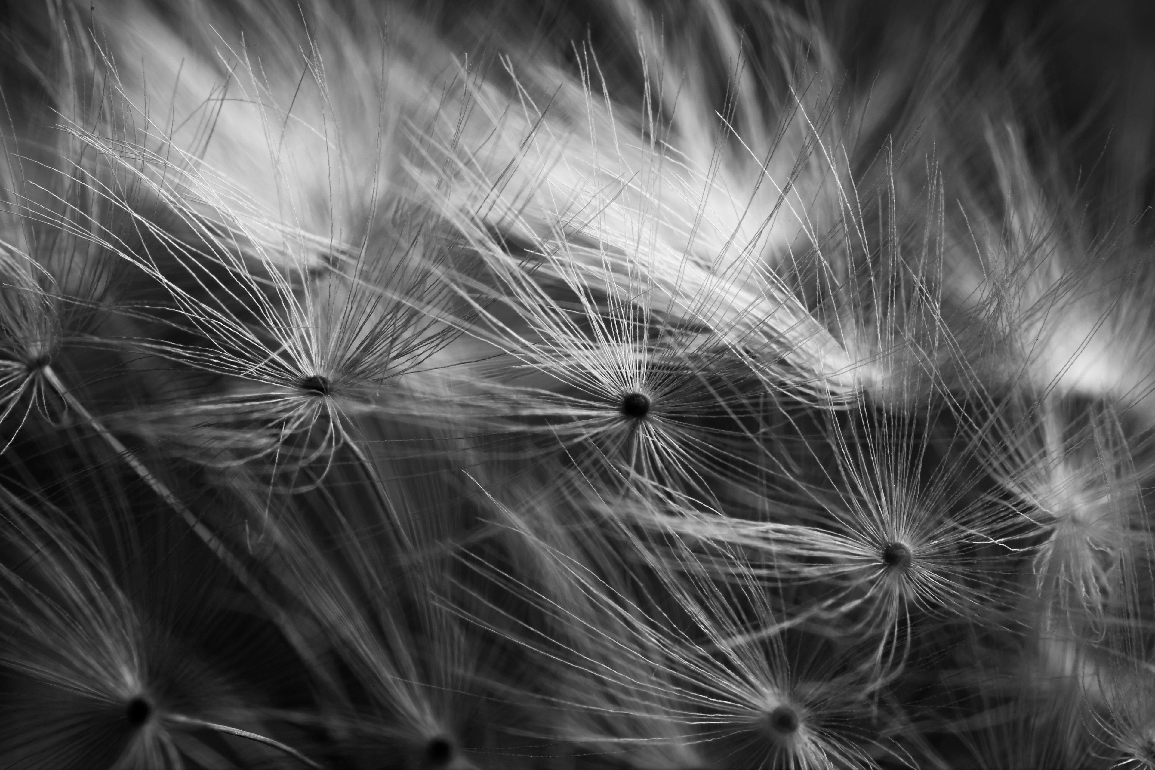 Dandelion Feathers