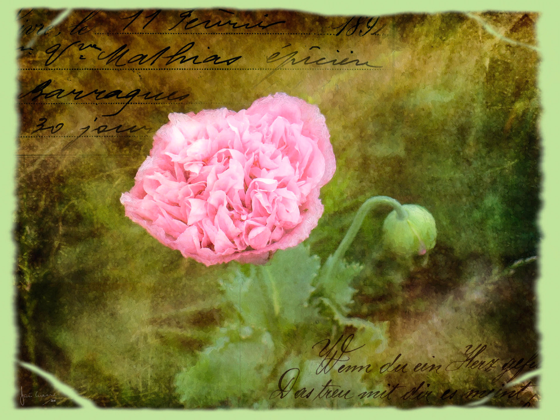 Botanist's scrapbook