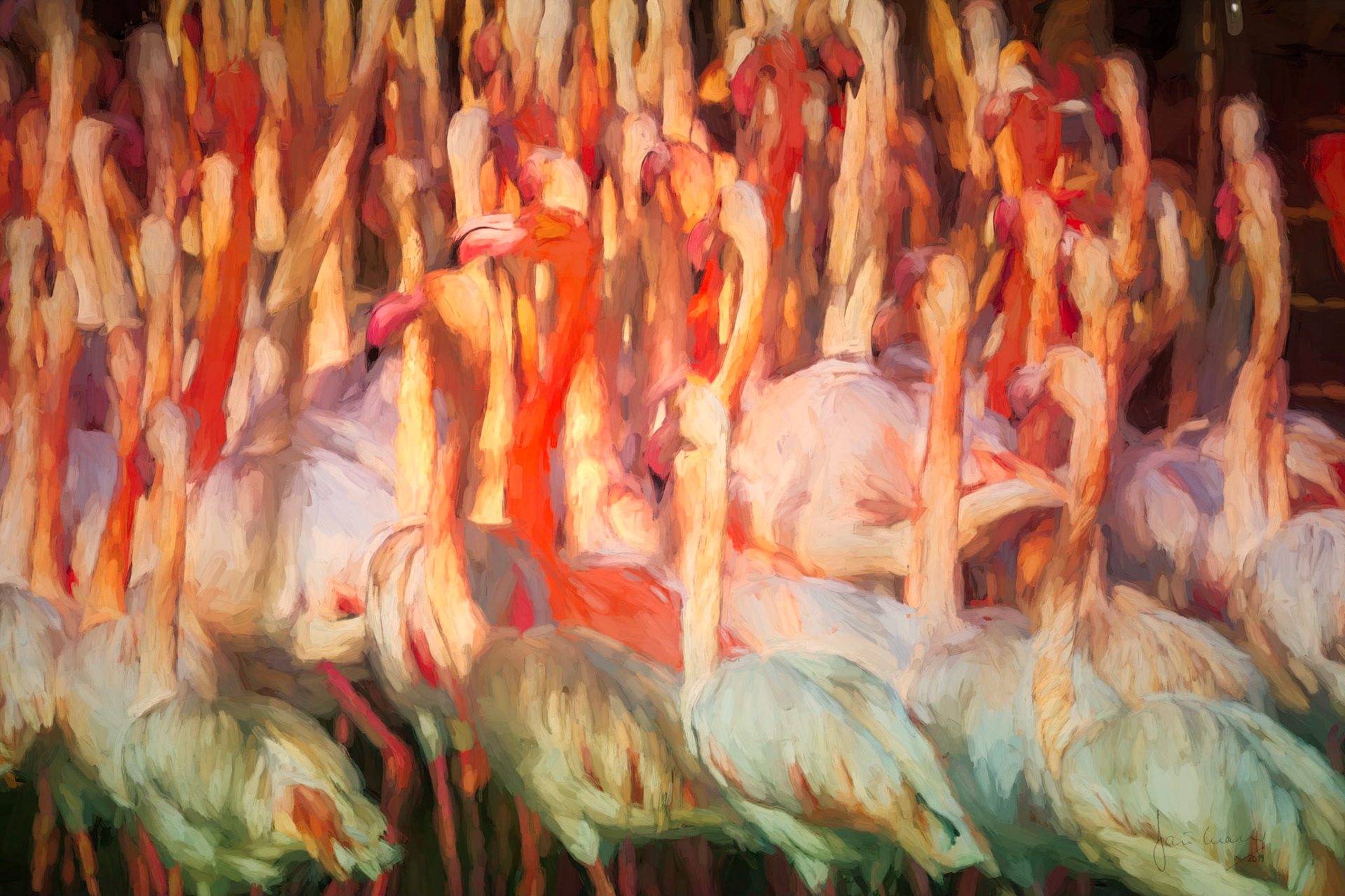 Flamingo Flamenco Completo (Greater flamingo {Phoenicopterus roseus})