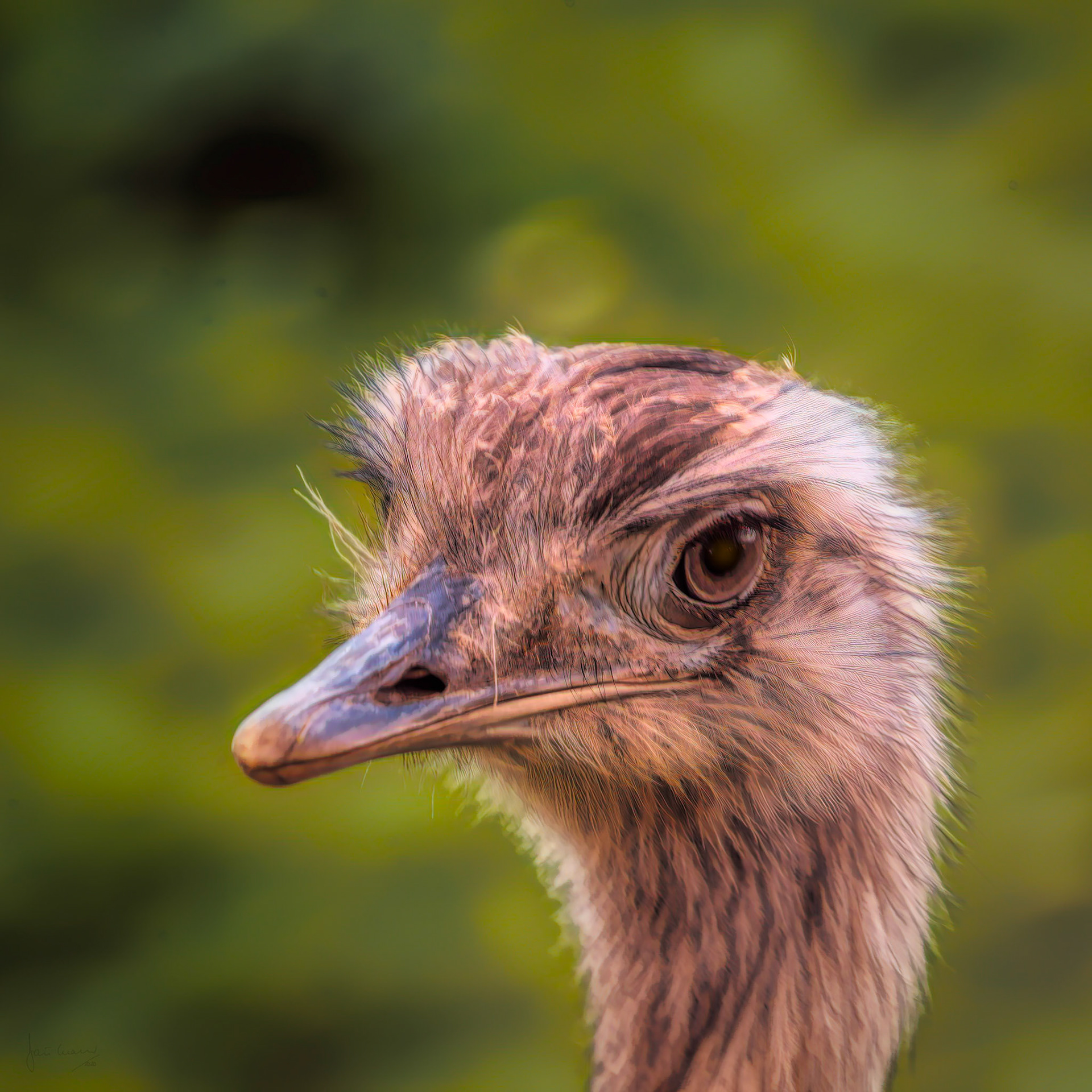 Greater rhea (Rhea americana)
