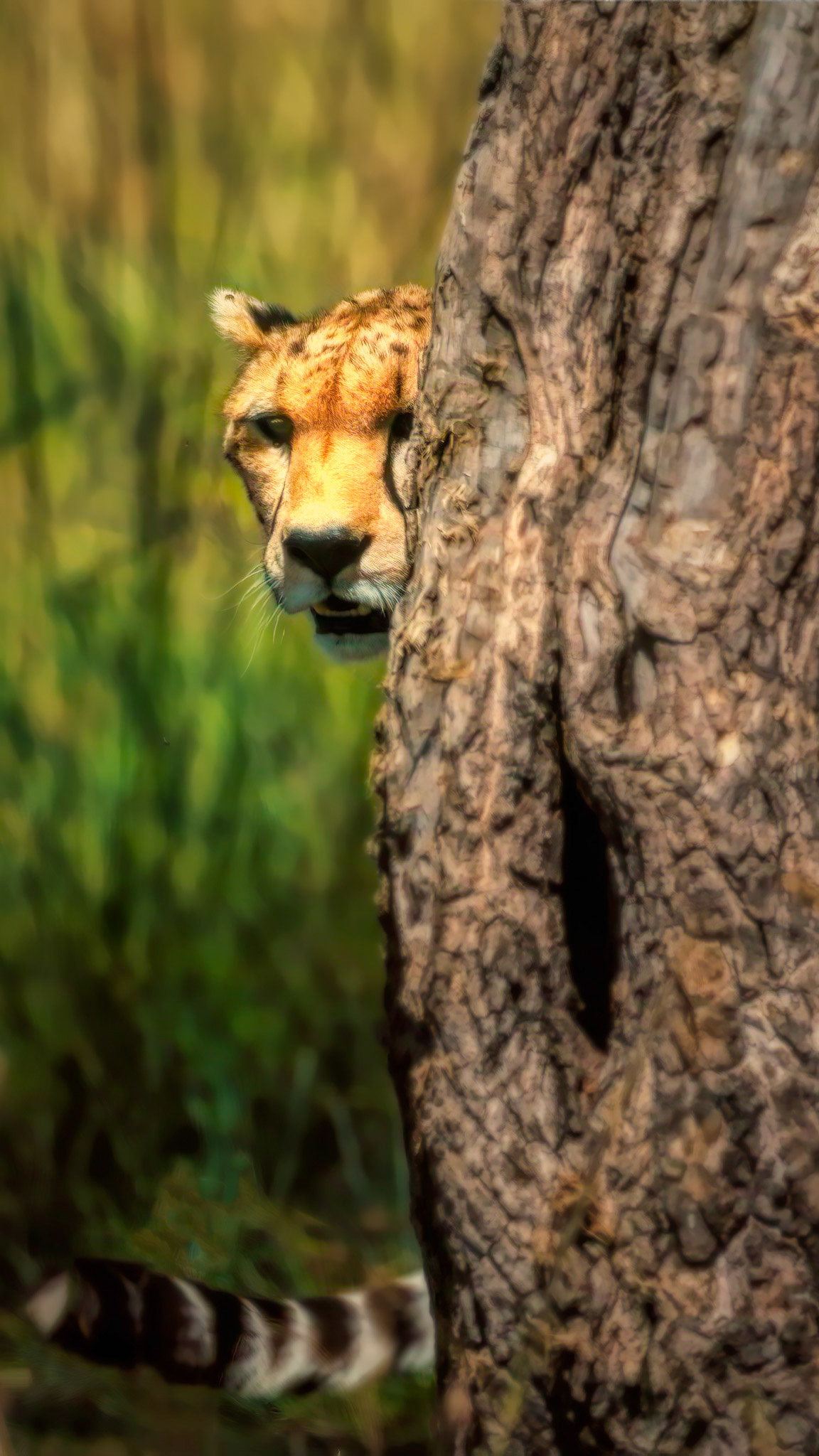 Watching and Waiting (Cheetah {Acinonyx jubatus})