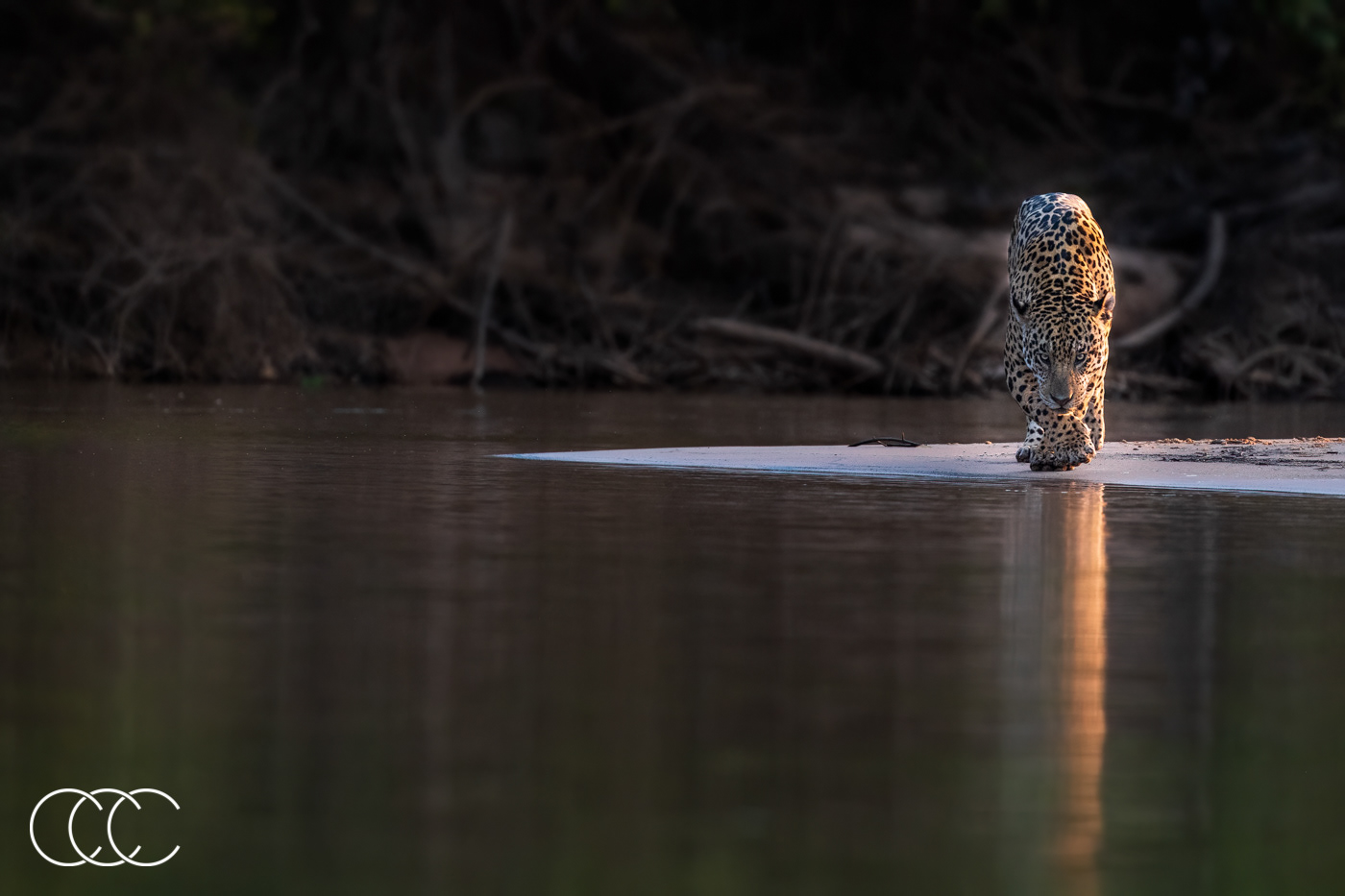  jaguar (panthera onca), brazil