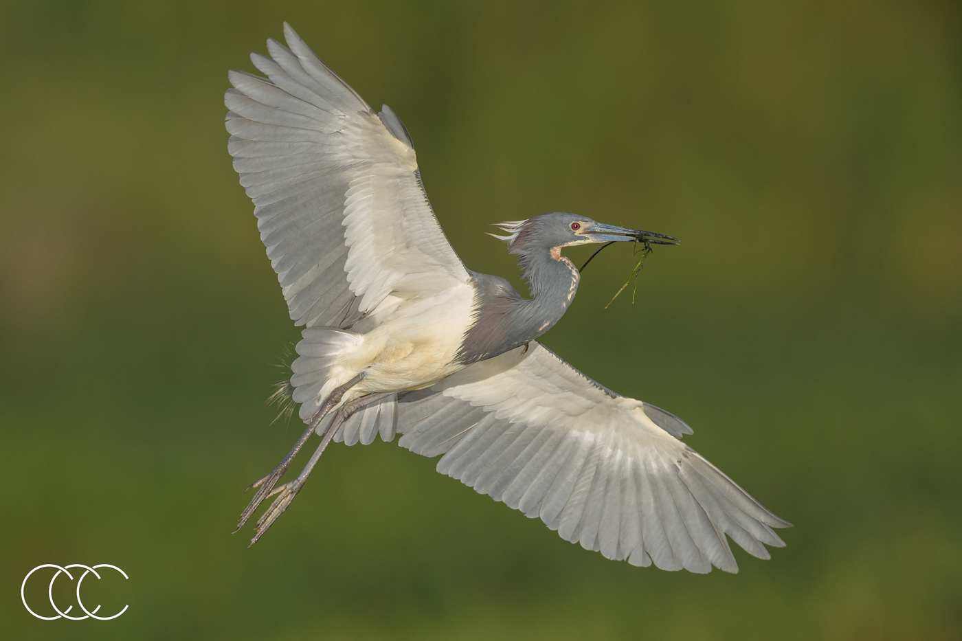 tricolored heron (egretta tricolor), fl, usa