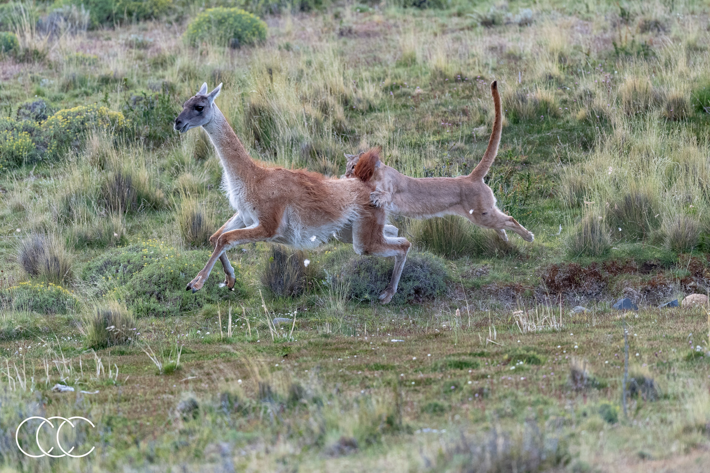 cougar (puma concolor) and guanaco (lama guanicoe), chile