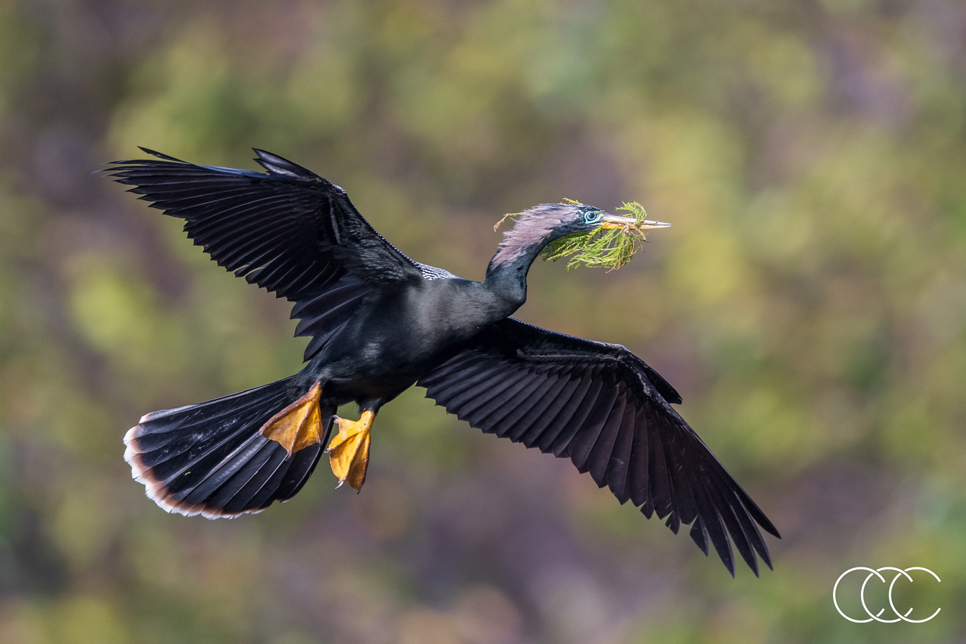 anhinga (anhinga anhinga), fl, usa