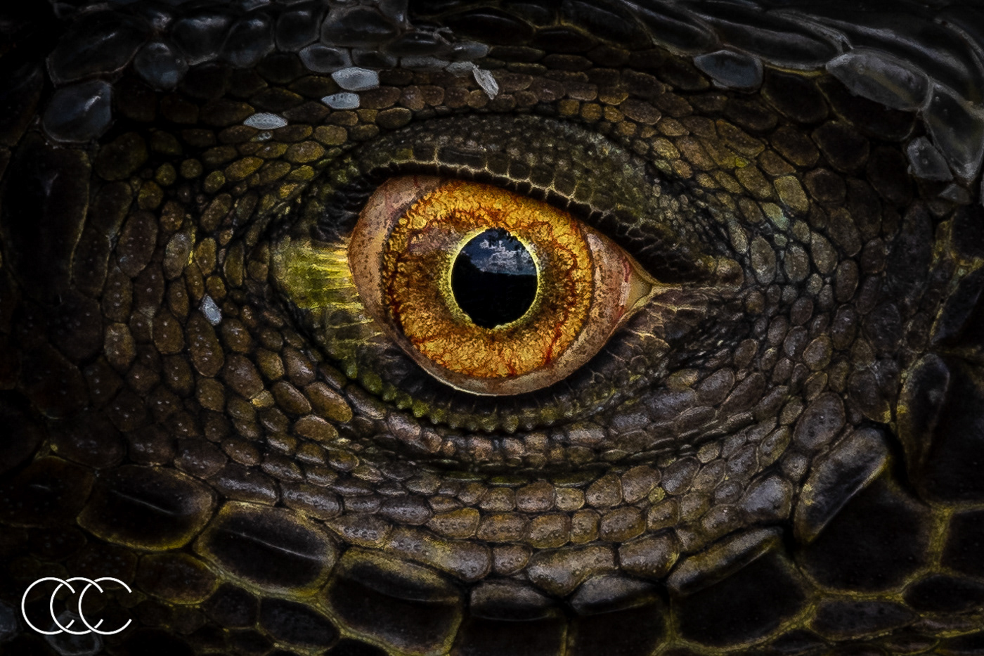 green iguana (iguana iguana), fl, usa