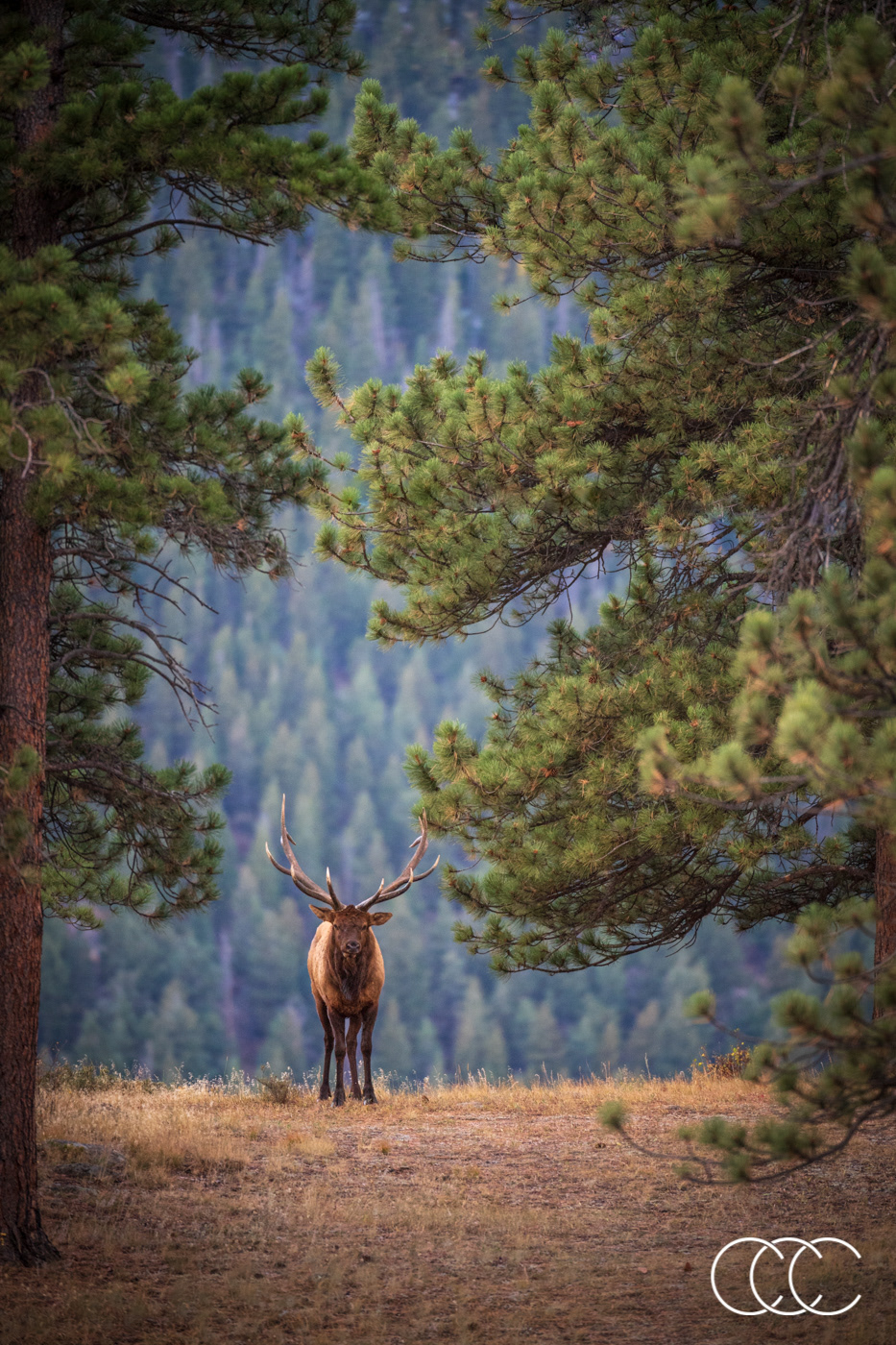 elk (cervus canadensis), co, usa