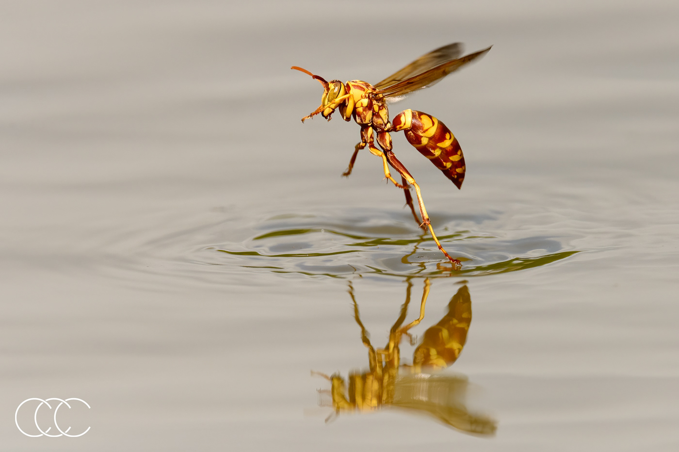 paper wasp (polistes sp.), tx, usa