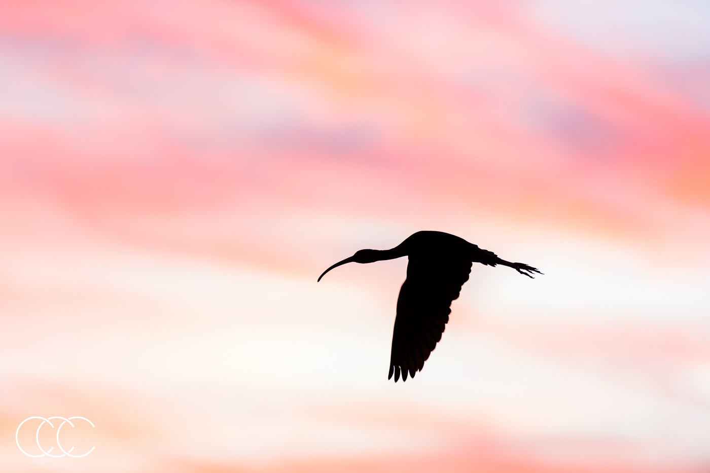 american white ibis (eudocimus albus), fl, usa