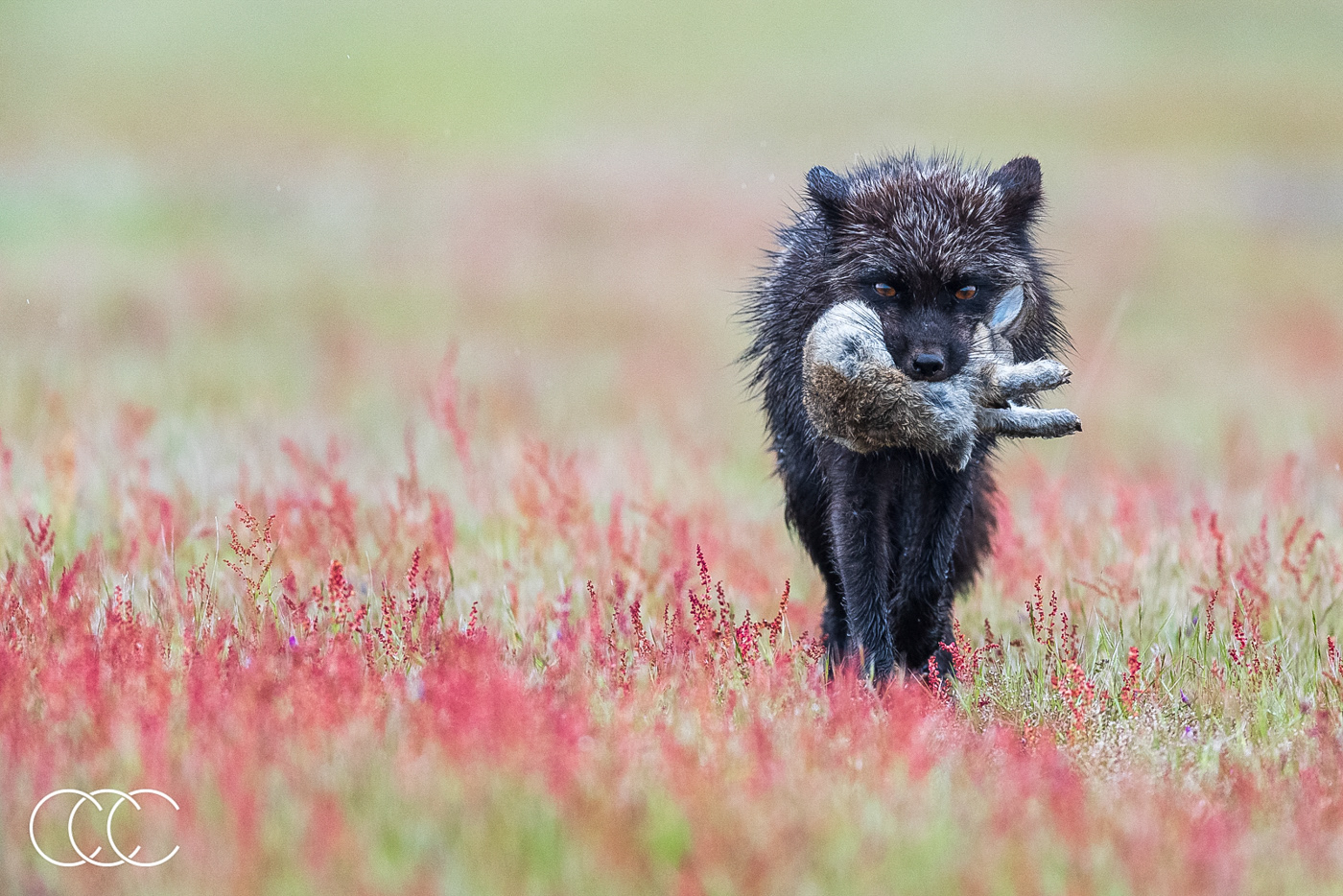 red fox (vulpes vulpes) and european rabbit (oryctolagus cuniculus), wa, usa