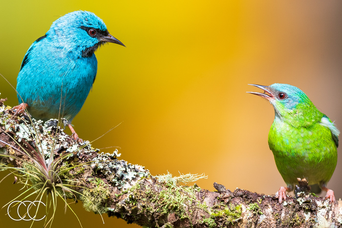 blue dacnis (dacnis cayana), brazil