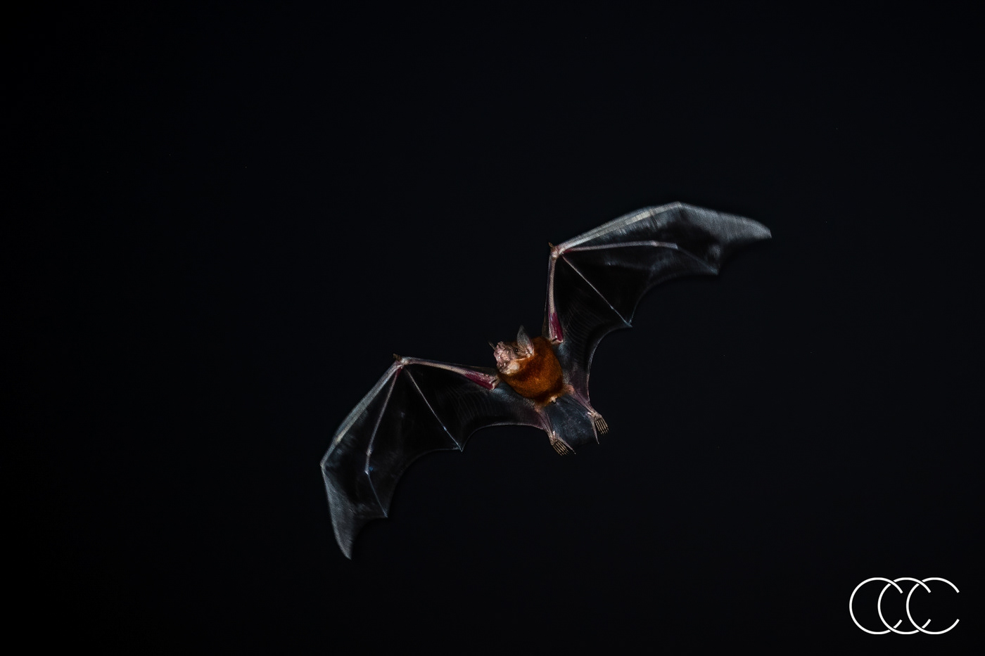 greater bulldog bat (noctilio leporinus), brazil