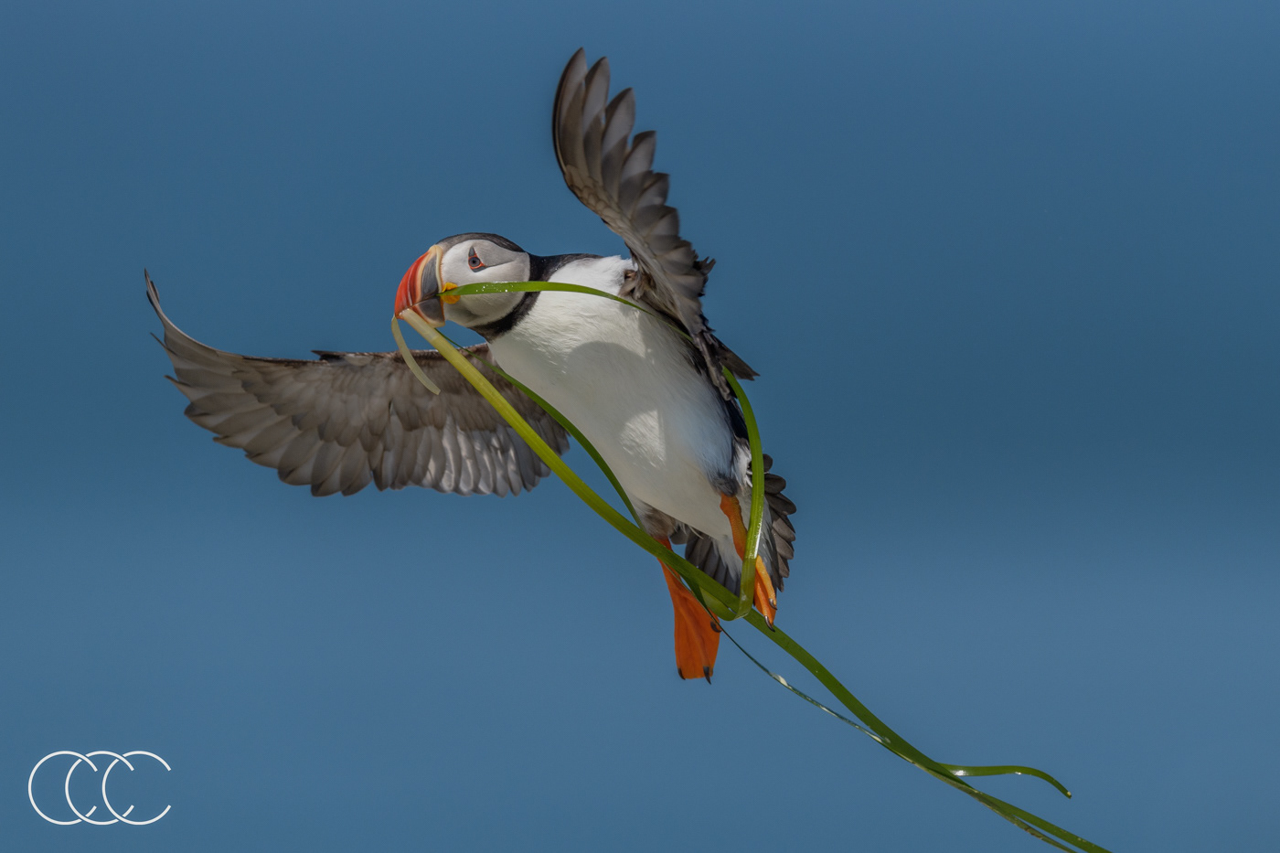 atlantic puffin (fratercula arctica), me, usa