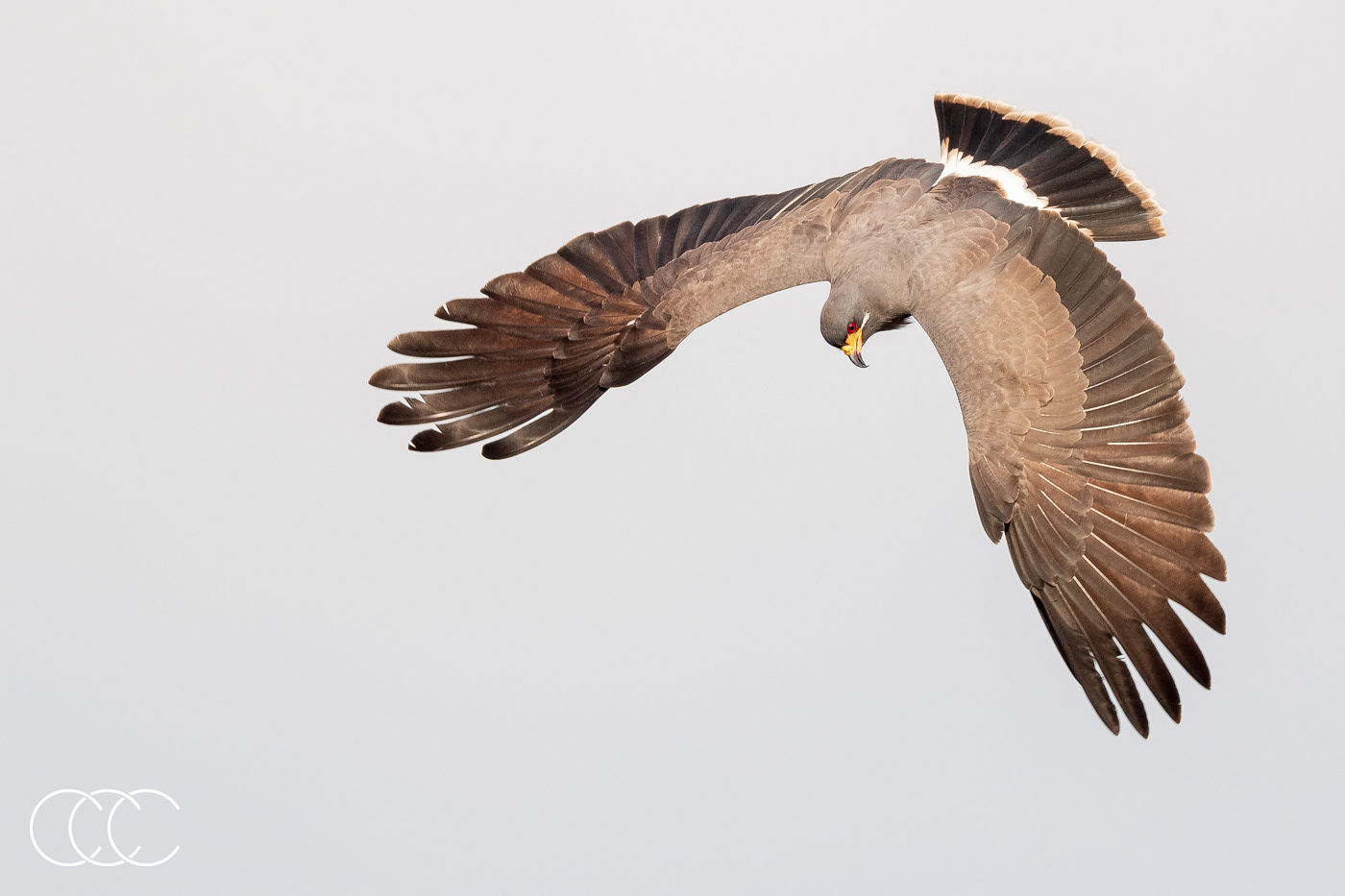 snail kite (rostrhamus sociabilis), fl, usa
