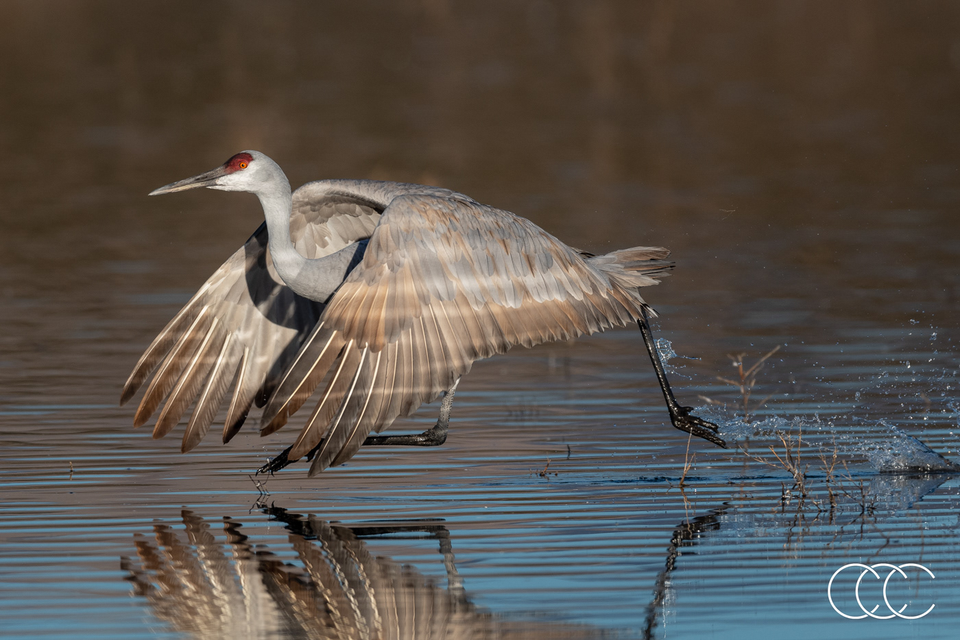 sandhill crane (antigone canadensis), nm, usa