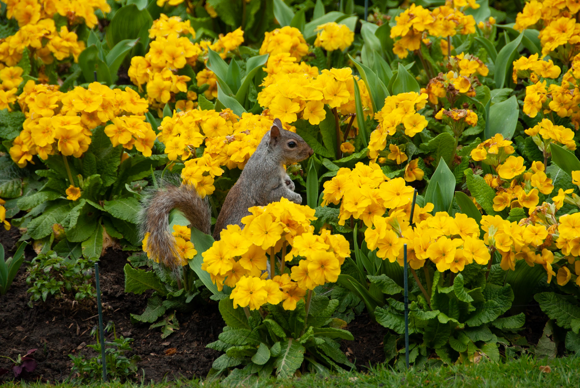 Yellow Squirrel