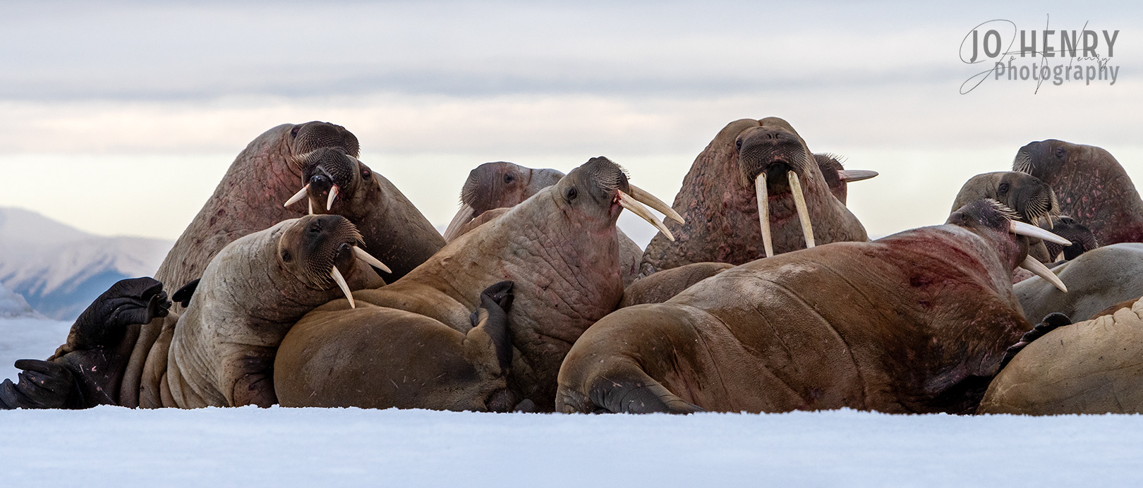 Walrus Party