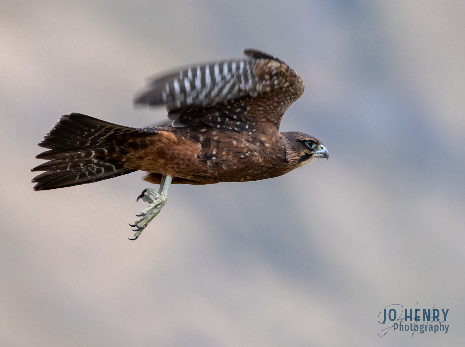 Karearea (NZ Falcon)