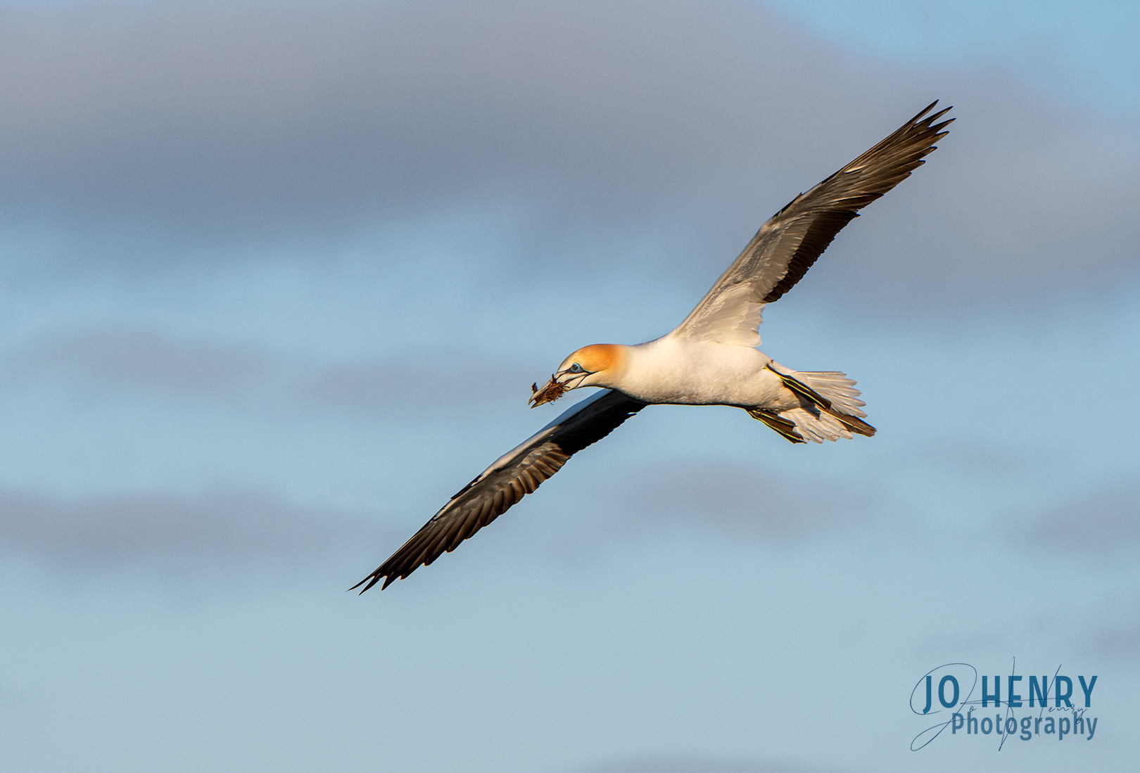 Nesting Time Evening Light