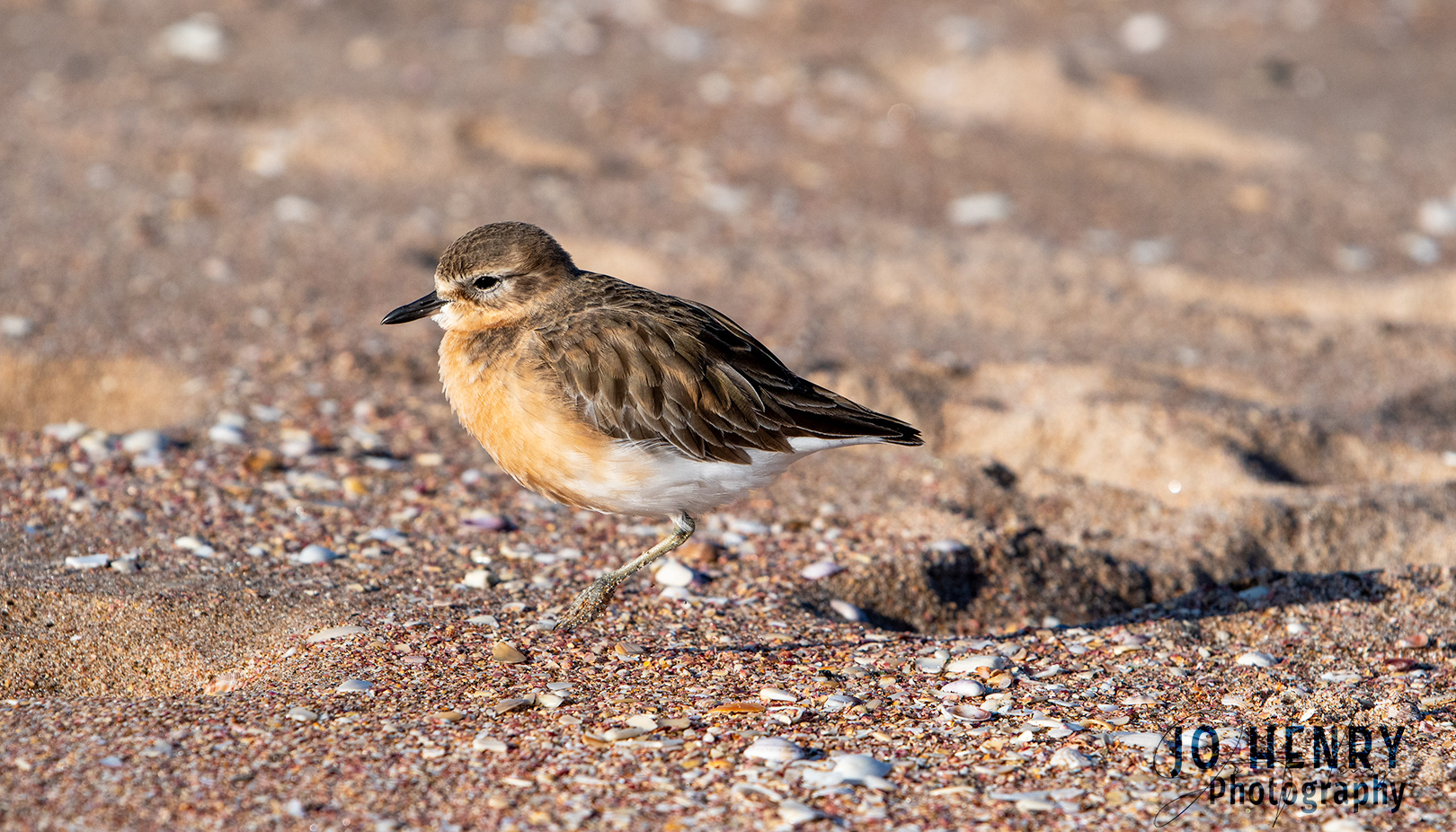 Dotteral on Beach