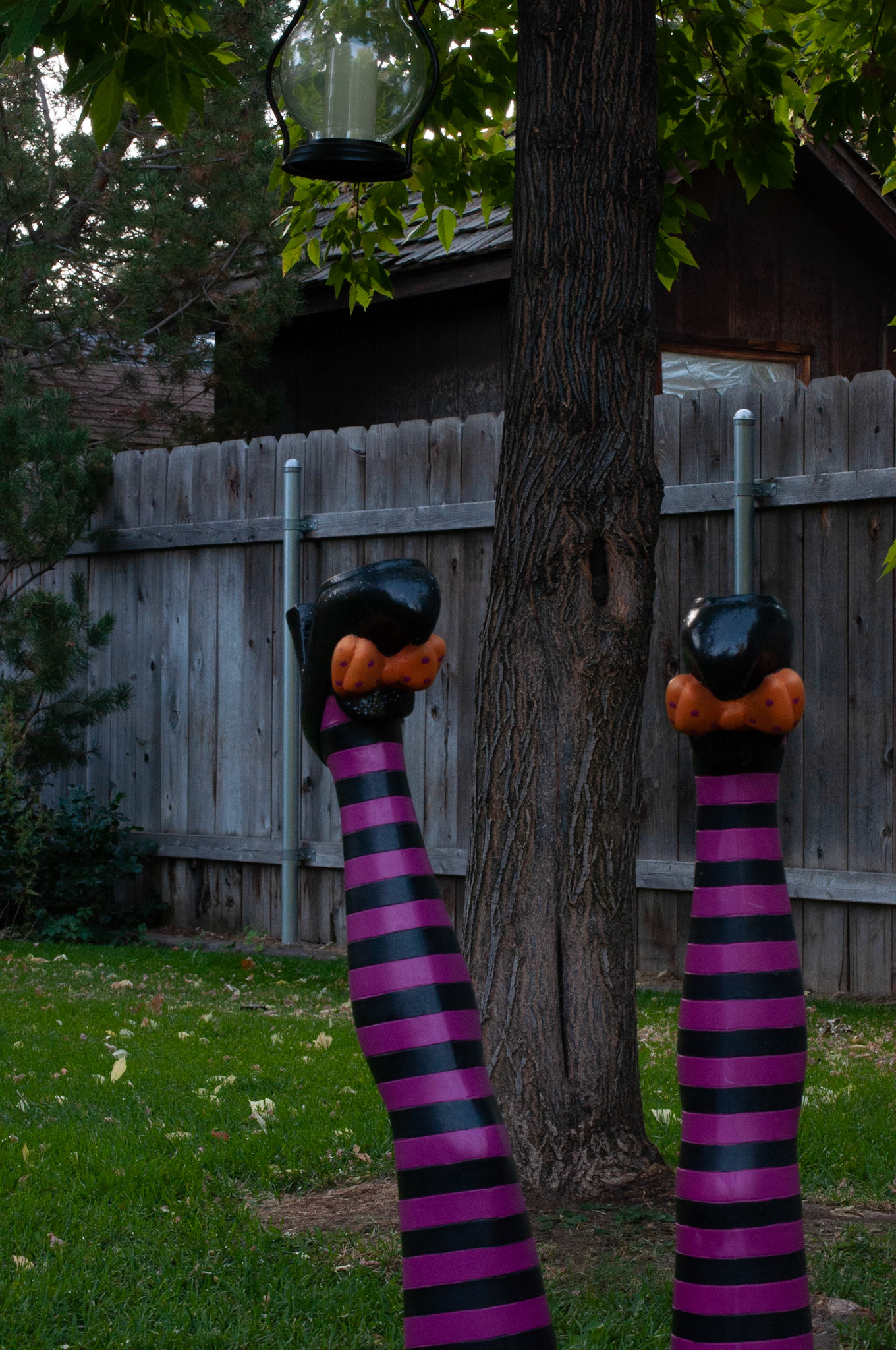 This was witch legs shot at 1/60s F16 and ISO 1250, Still shot to show depth, 20200926, Backyard, Miller, This shot darkened back up when adjusting my ISO/F/Shutter speed. There was not much difference between the depths in this shot. I continued to adjust to see what changed in the photograph. Camera Settings: Nikon D500, ISO 1250, 55mm, f/16, 1/60s