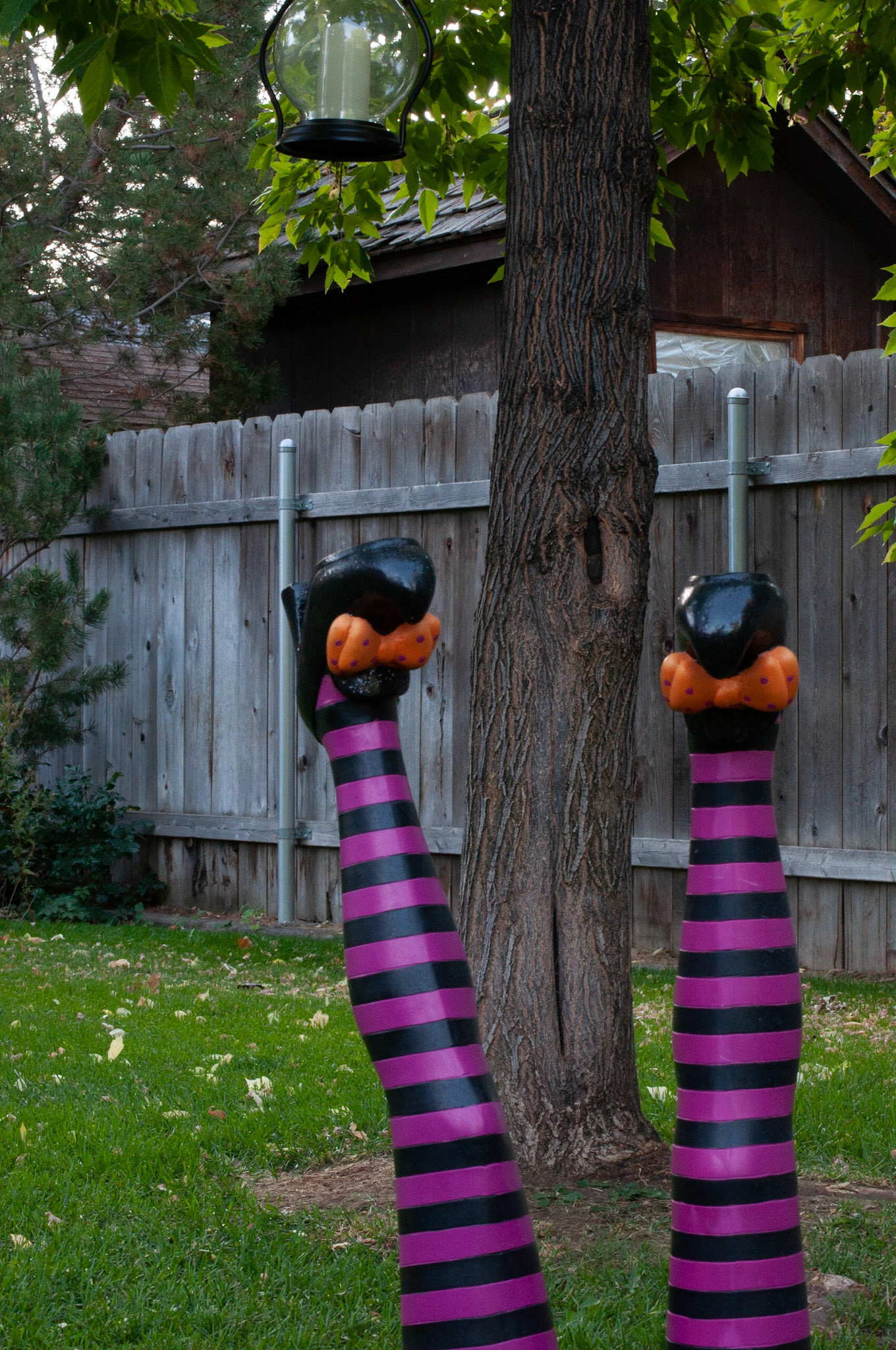This was witch legs shot at 1/40s F16 and ISO 1250, Still shot to show depth, 20200926, Backyard, Miller, This shot was lighter than previous when adjusting my ISO/F/Shutter speed. Still not much difference in depth. I continued to adjust to see what changed in the photograph. Camera Settings: Nikon D500, ISO 1250, 55mm, f/16, 1/40s