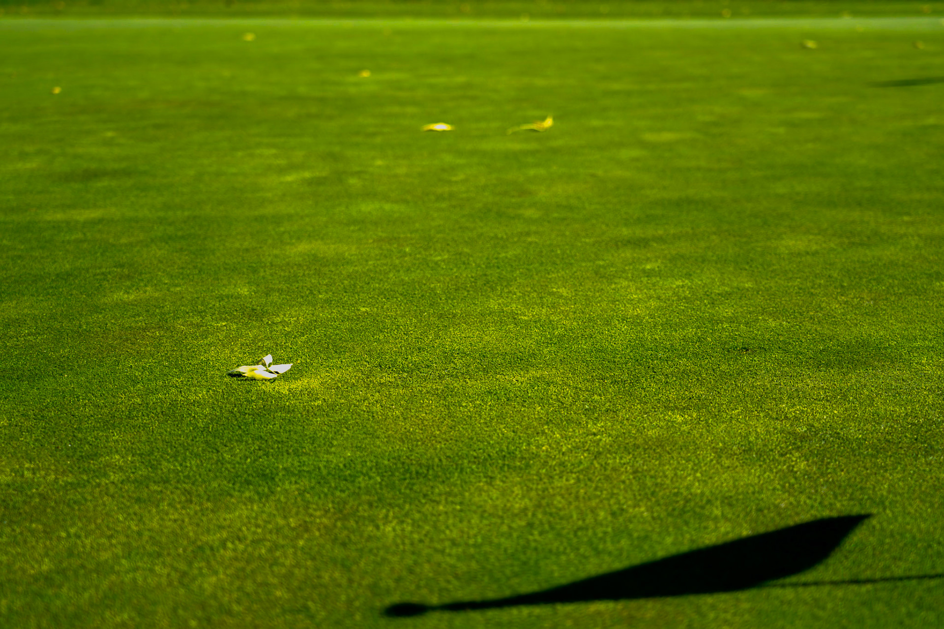4. Leafy Grean, Leafy Fall Green , calm green littered with leaves instead of golf balls. 20201020, Silver Sage golf course, Miller, Enjoyed the aftenoon prior to leaving on a work trip and found the serenity of the golf course, JPG, ISO 50, 59mm, f/4, 1/200sec