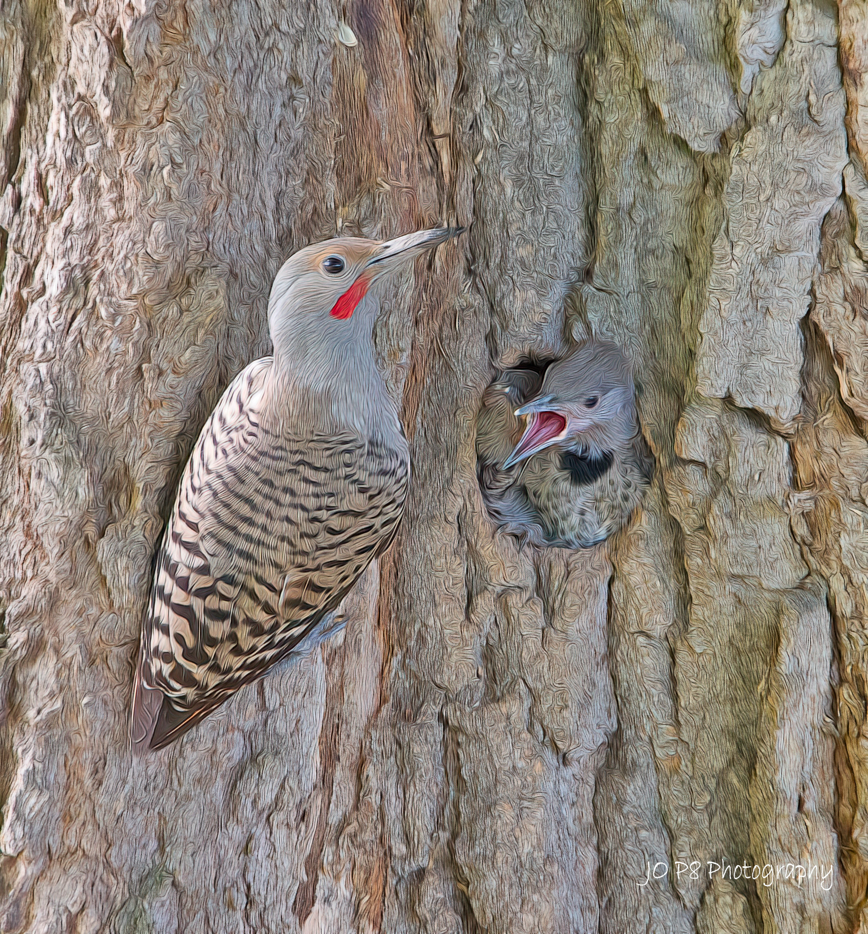 Papa Flika Brings Food Home