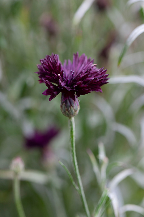 #9953 | Rode Korenbloem | Red Cornflower