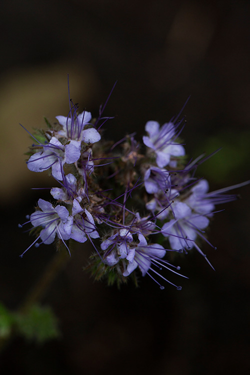 #9935 | Bijenbrood | Phacelia