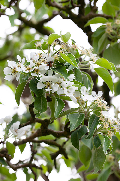 #6903 pear blossom