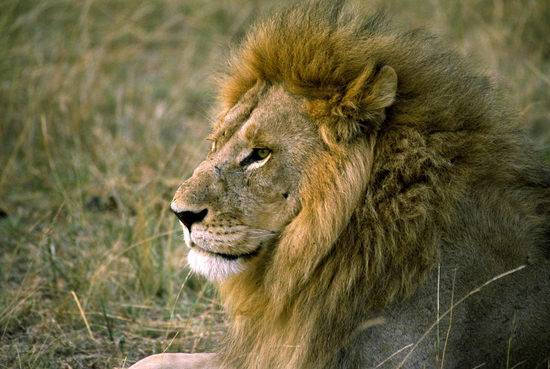 Lion, Masai Mara Kenya