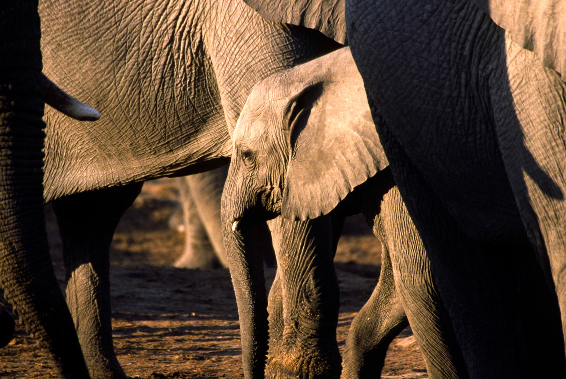 African Elephant, Chobe National Park Botswana