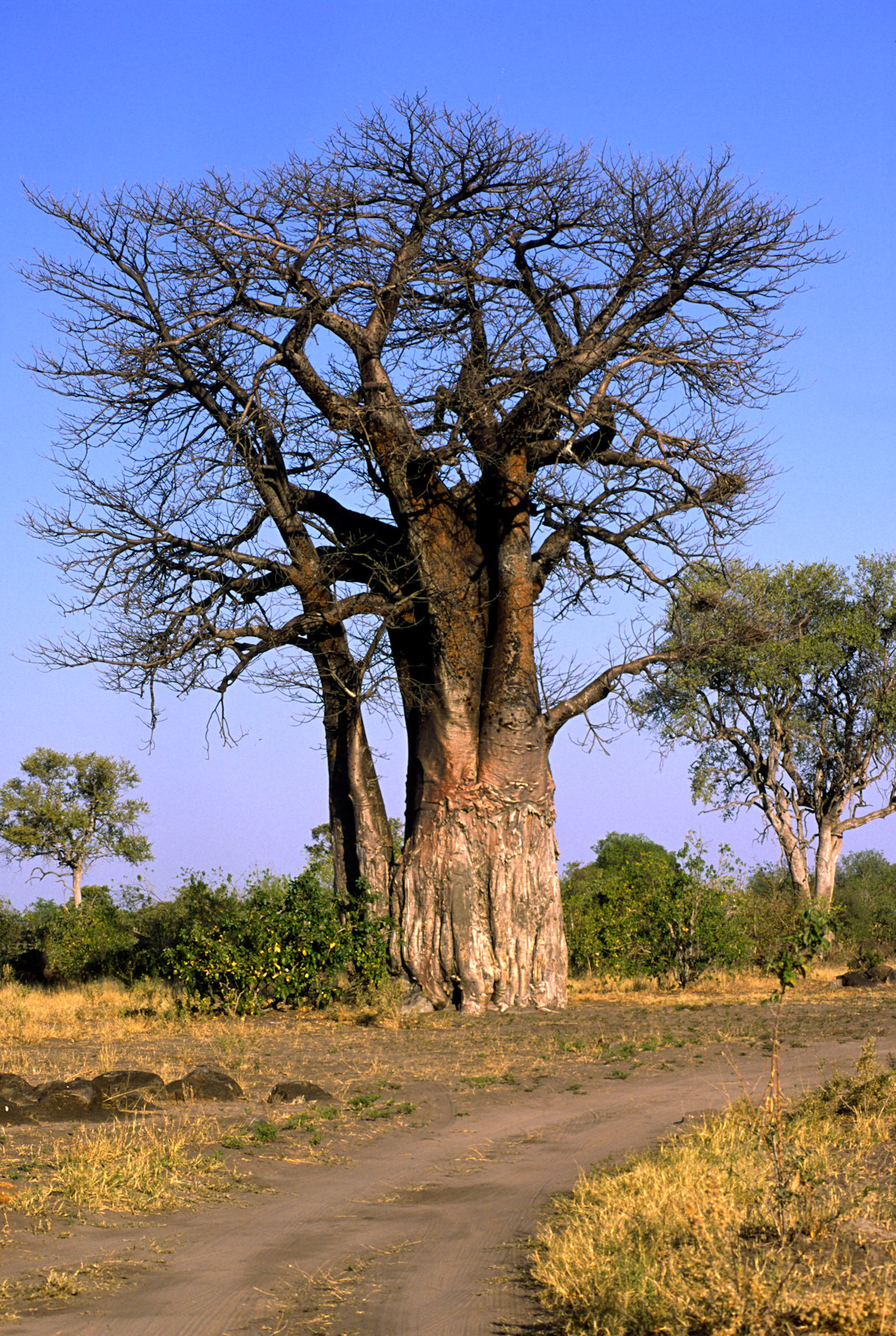 Baobab, Savuti National Park Botswana