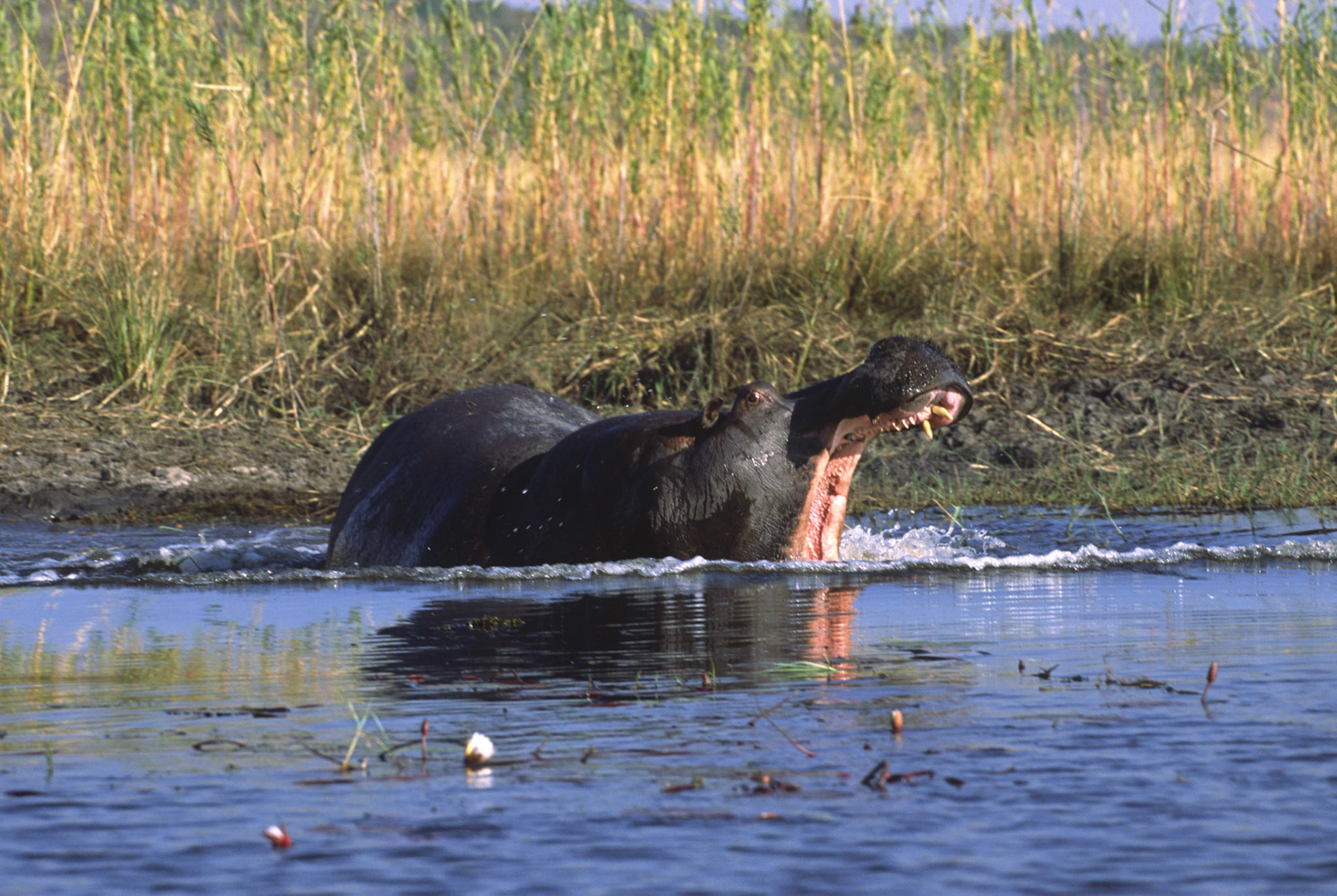 Hippopotamus, Chobe River Botswana