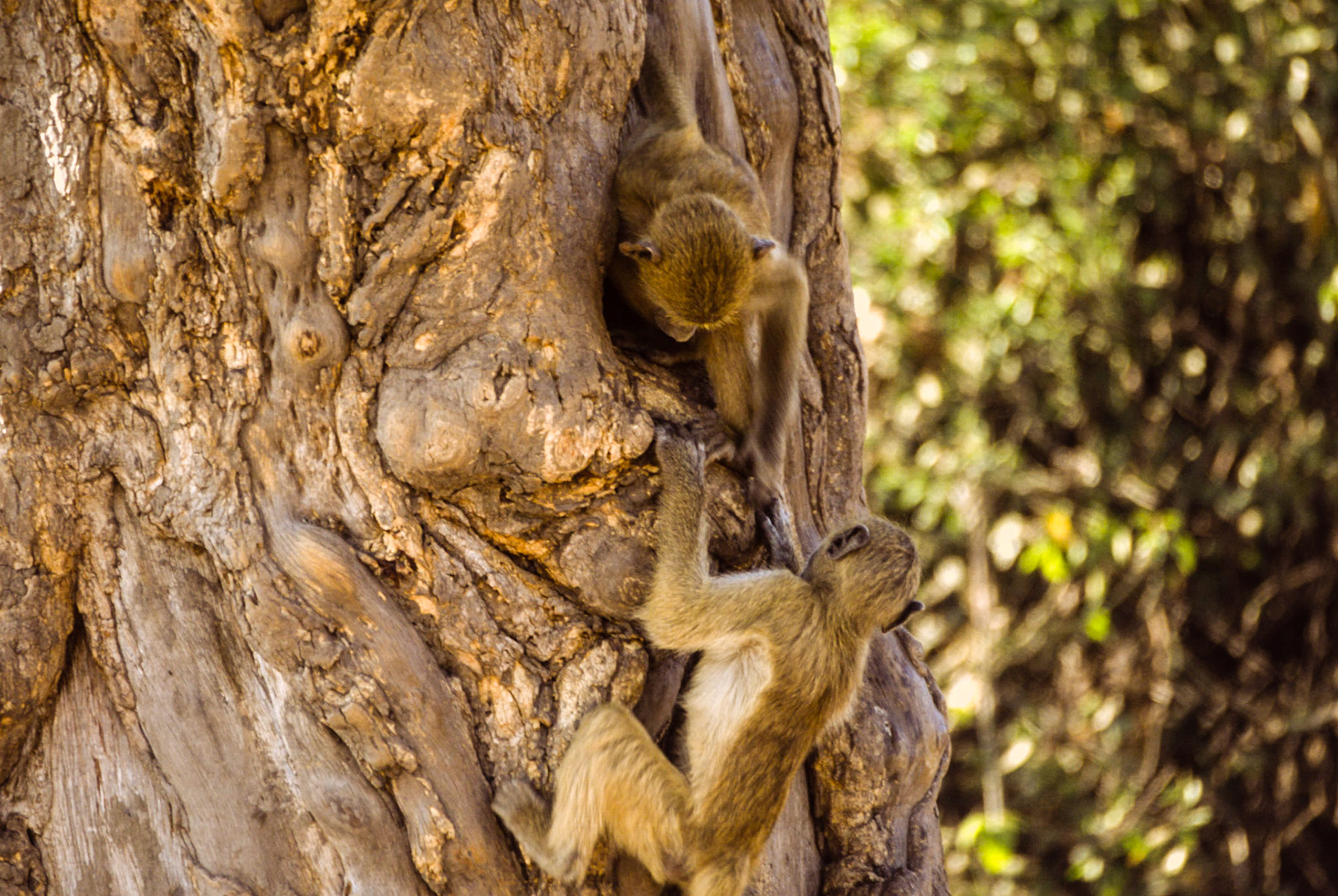 Baboons, Chobe National Park Botswana