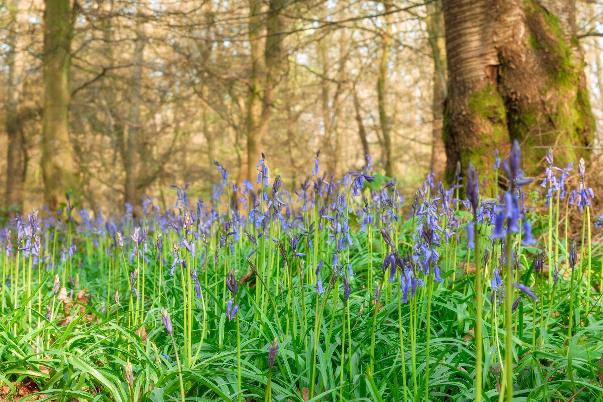 Bluebells, Cowleaze Wood, Oxfordshire