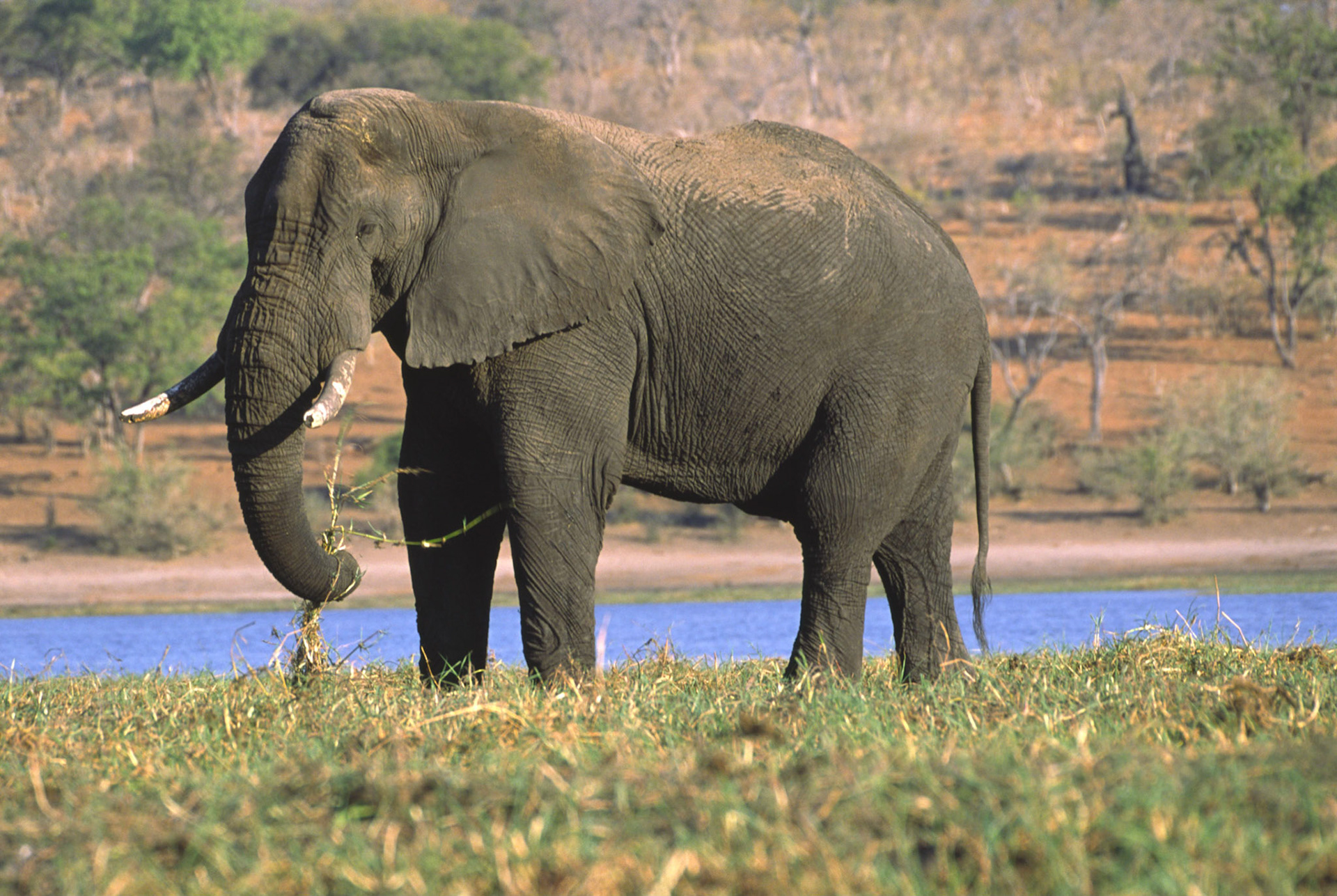 African Elephant, Chobe River Botswana