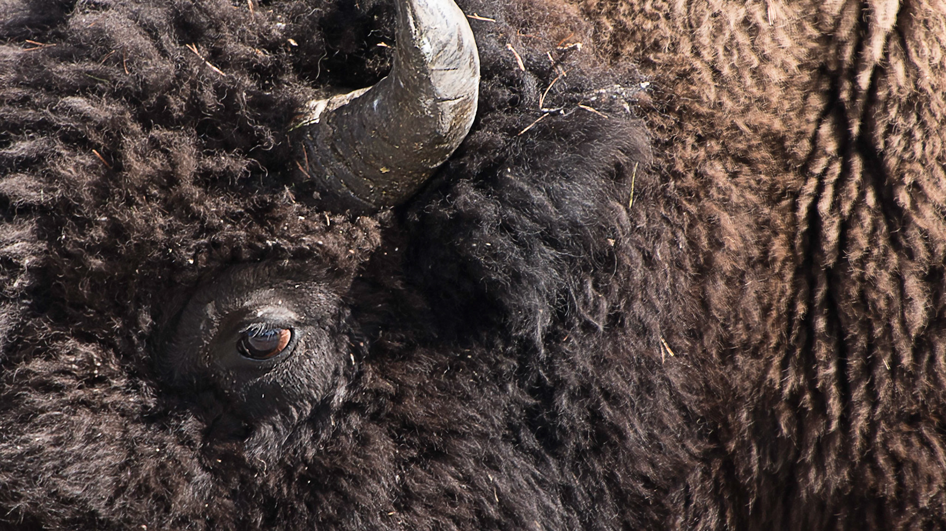 Bison Close-Up