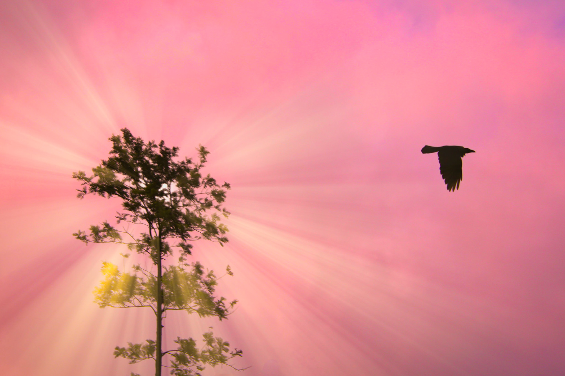 golden hour ... the sun ripples through the foliage.